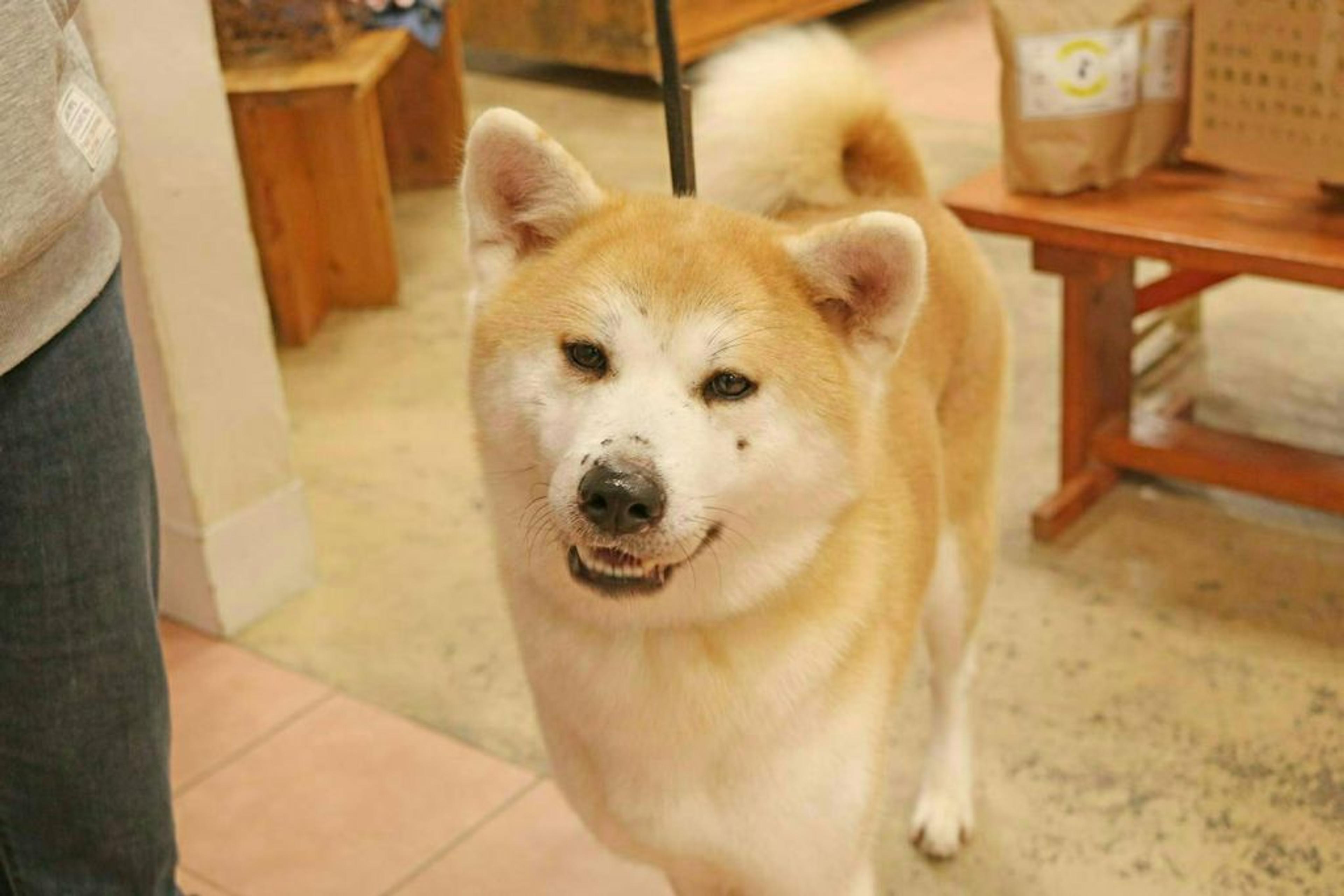 pet-image-2