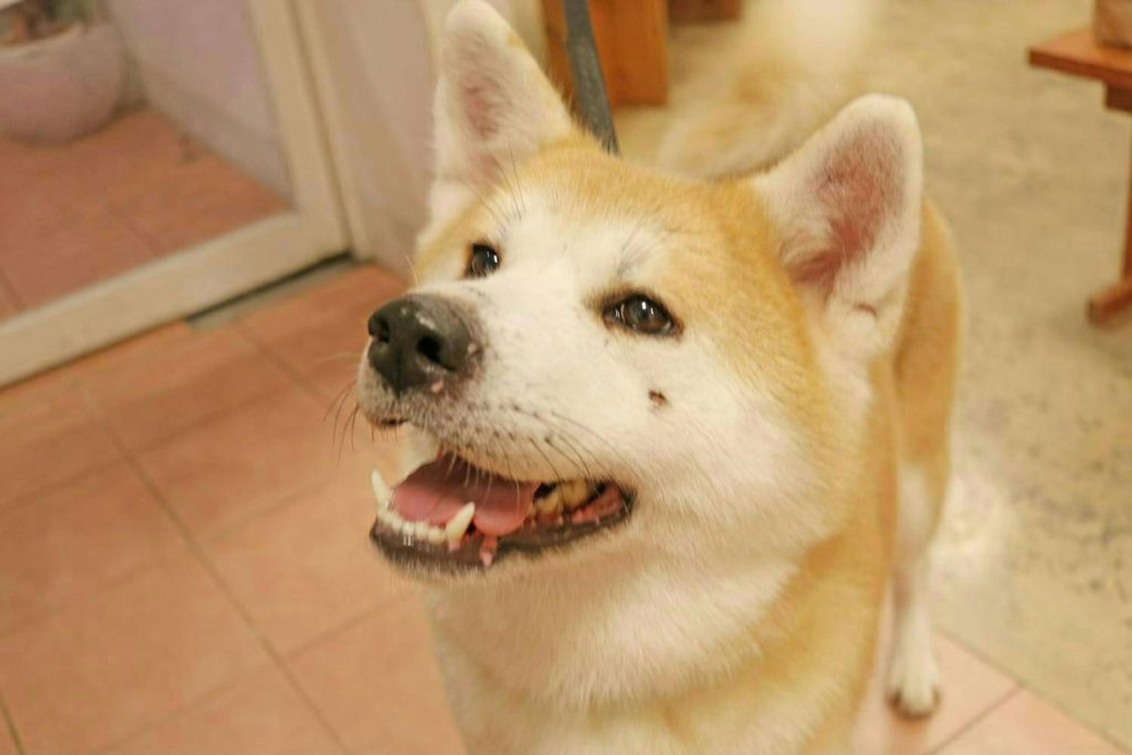 pet-image-3
