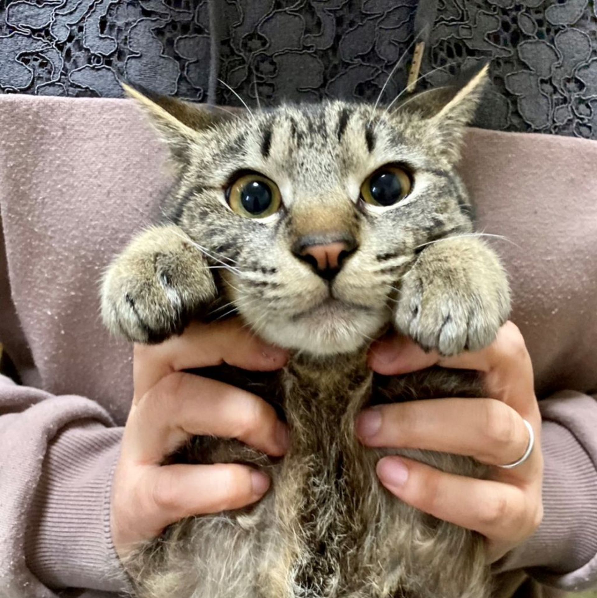 雑種（ミックス猫）・オスの里親募集の写真