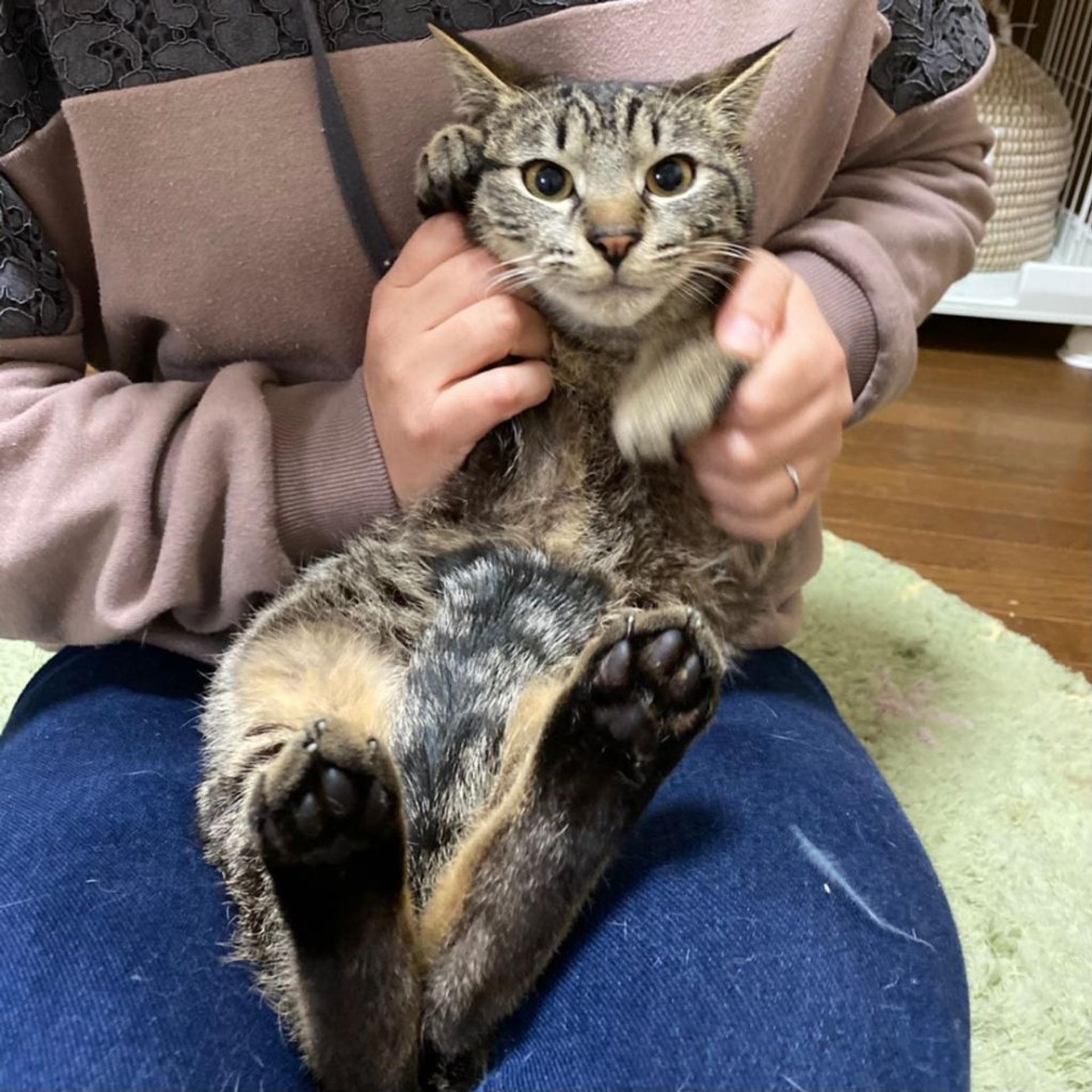 pet-image-2