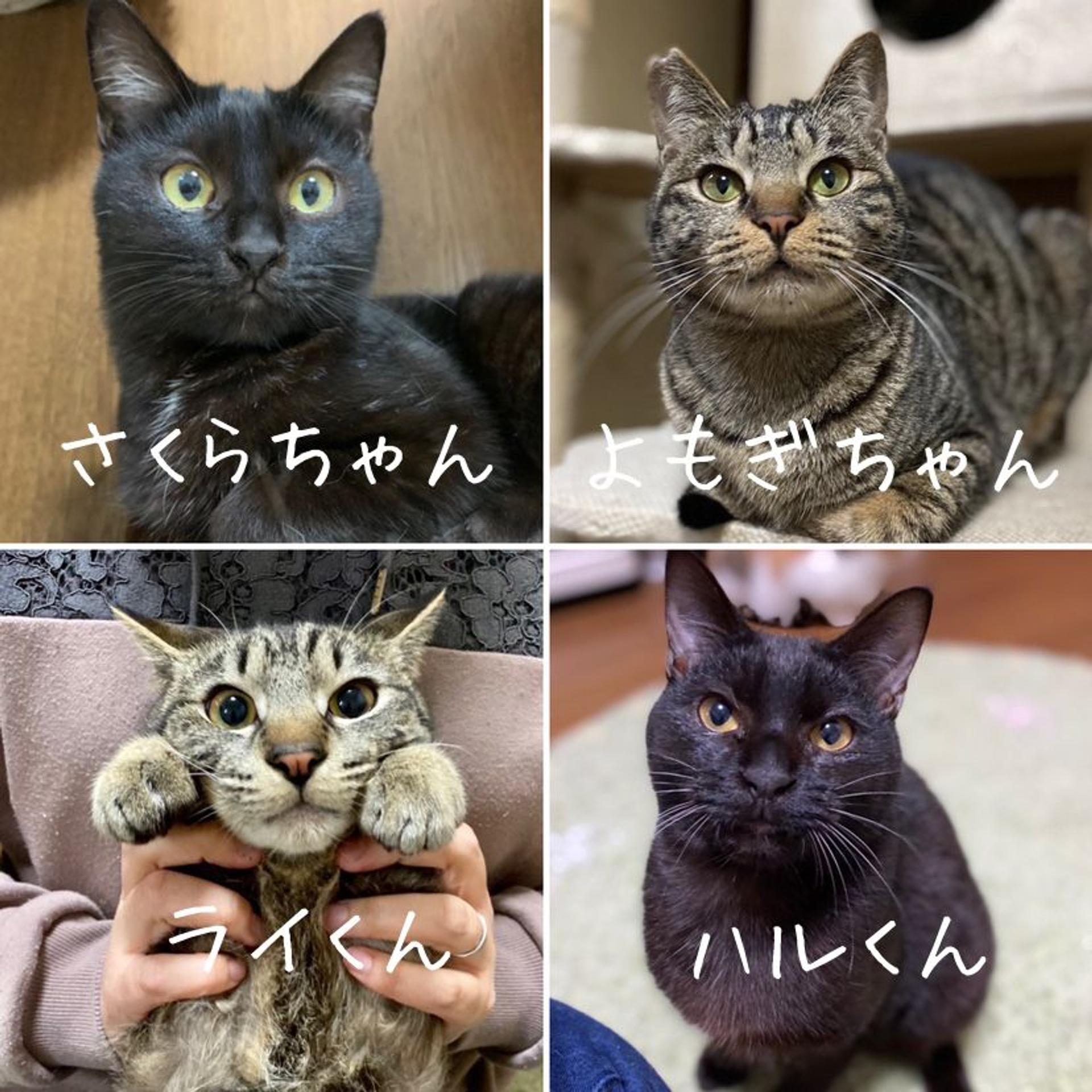 pet-image-8