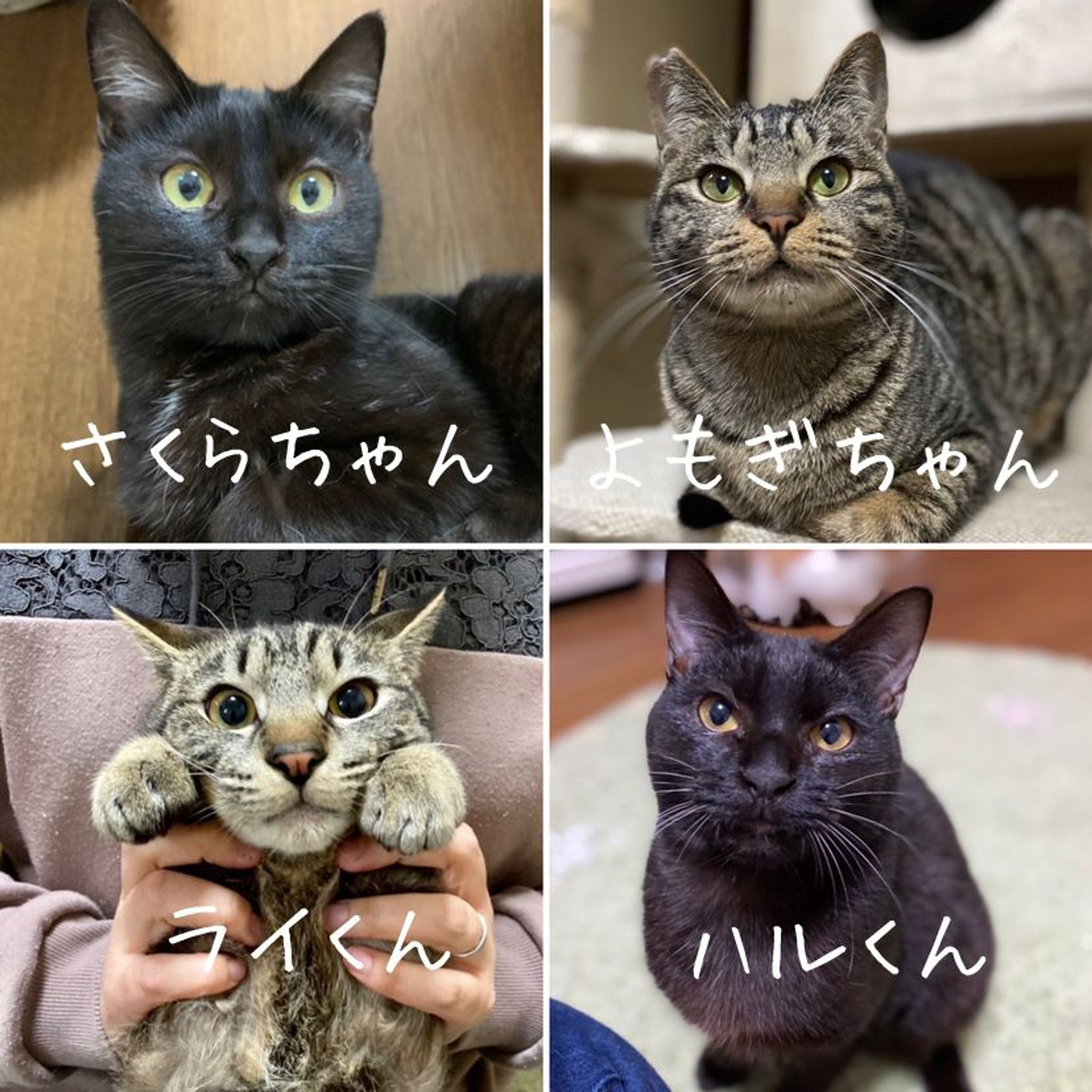 pet-image-8
