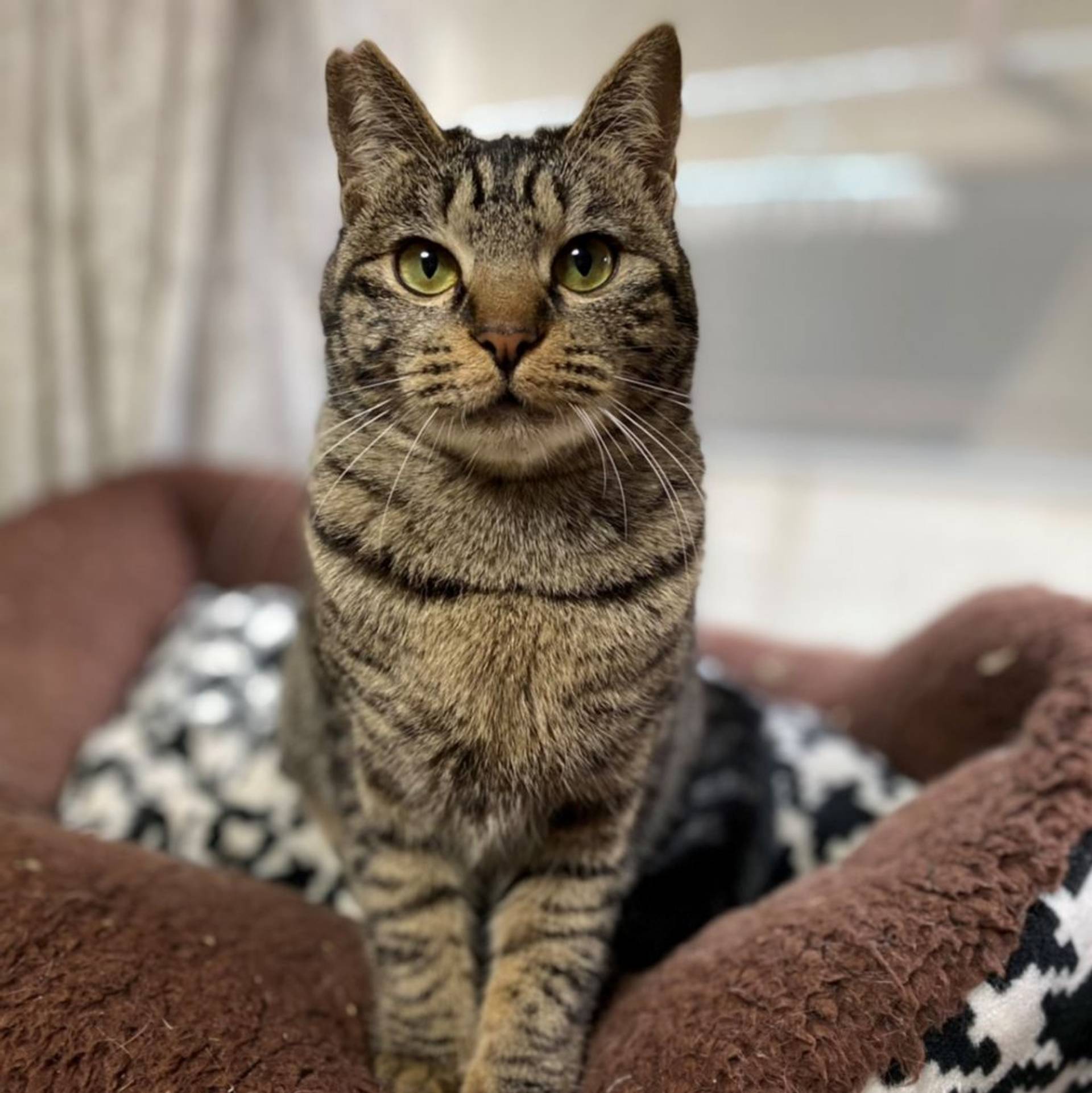 雑種（ミックス猫）・メスの里親募集の写真