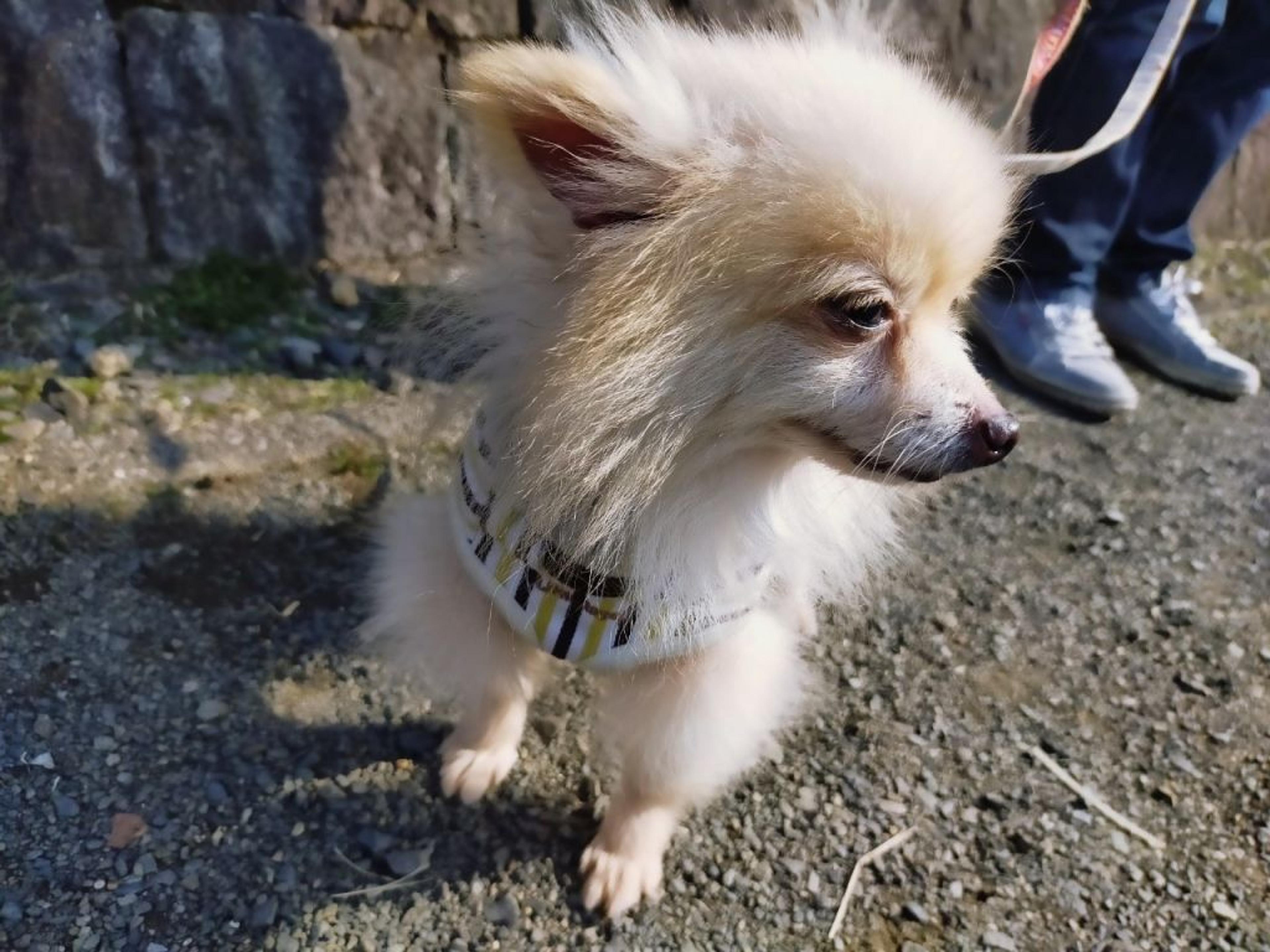 pet-image-2