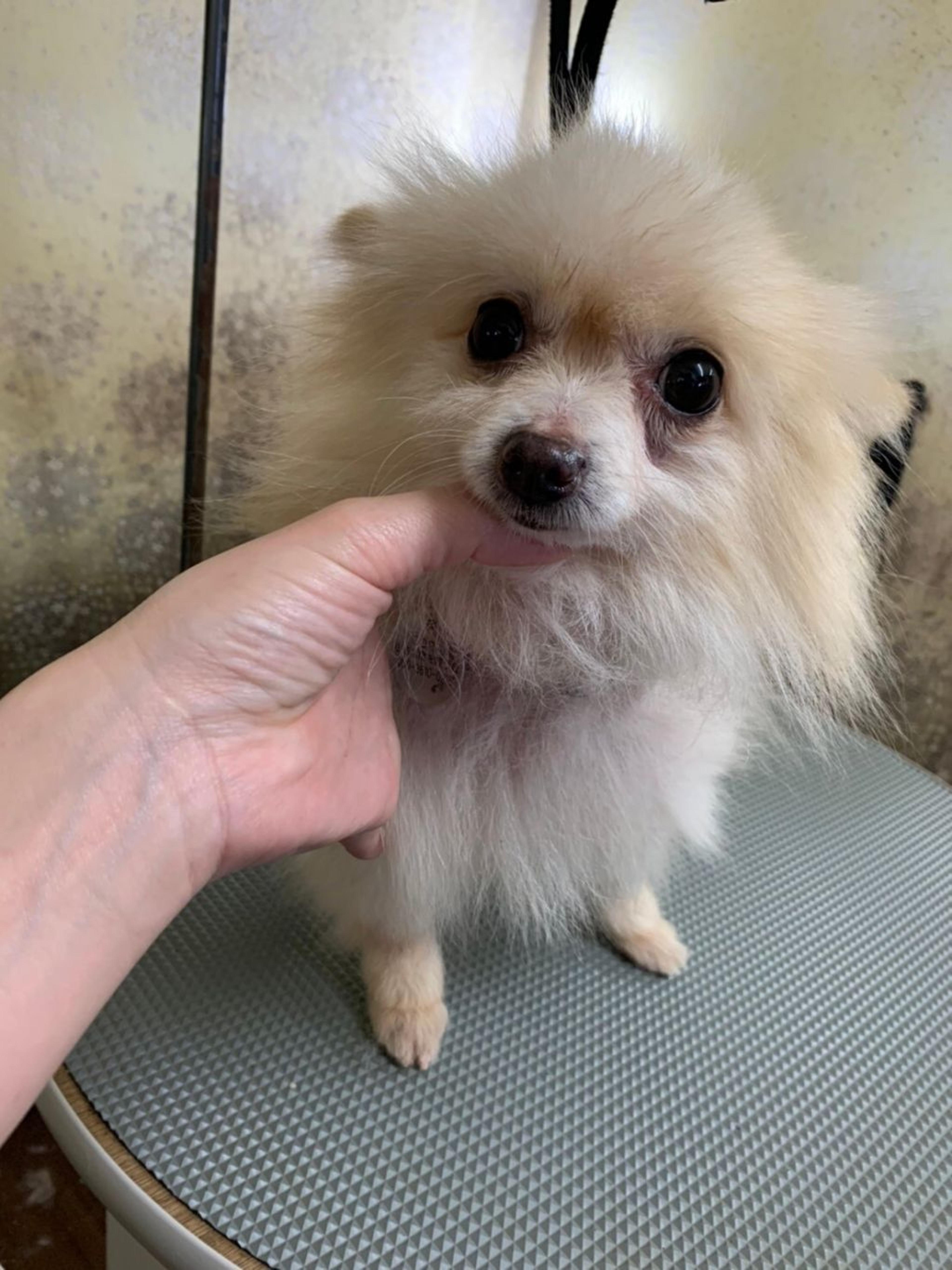 pet-image-3