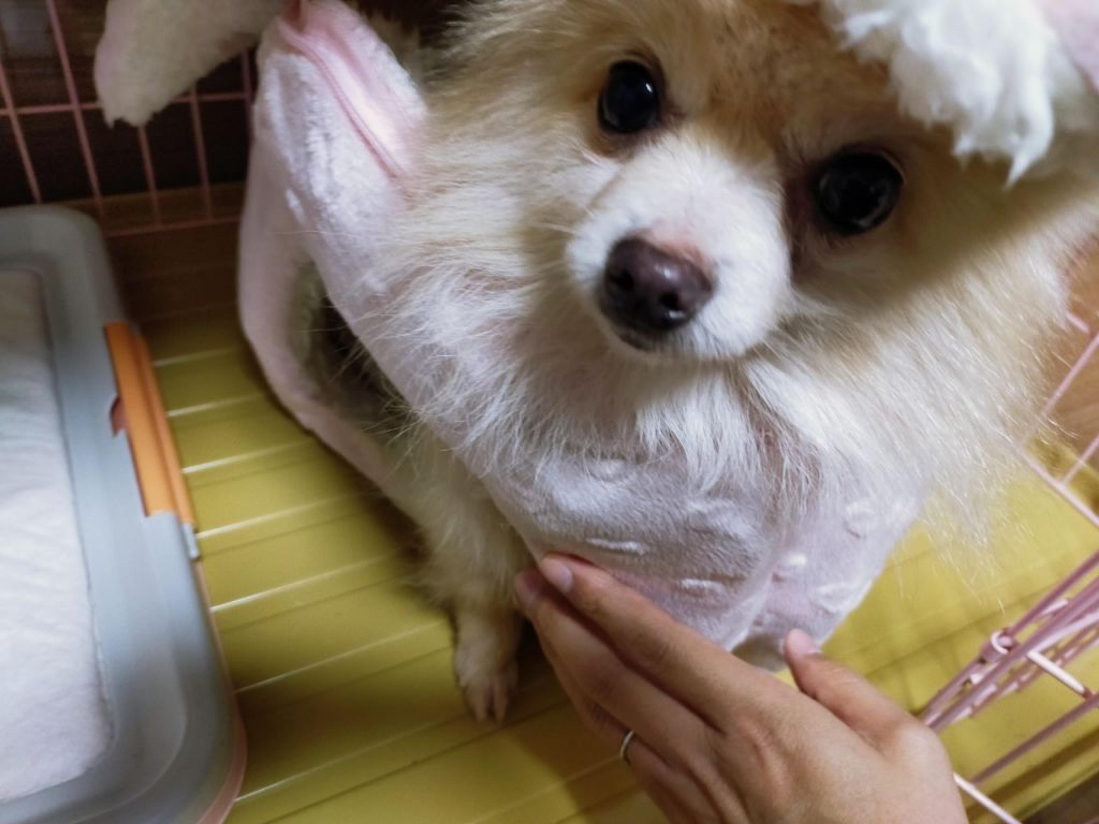 pet-image-4