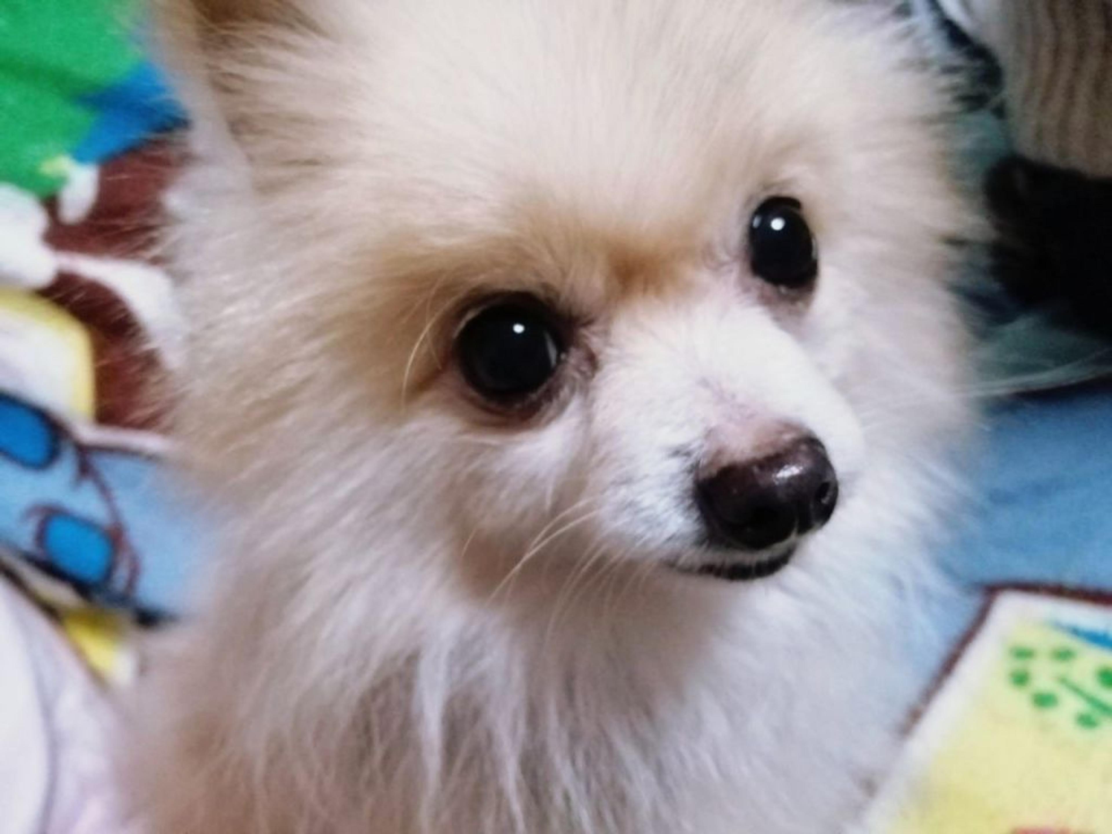 pet-image-5