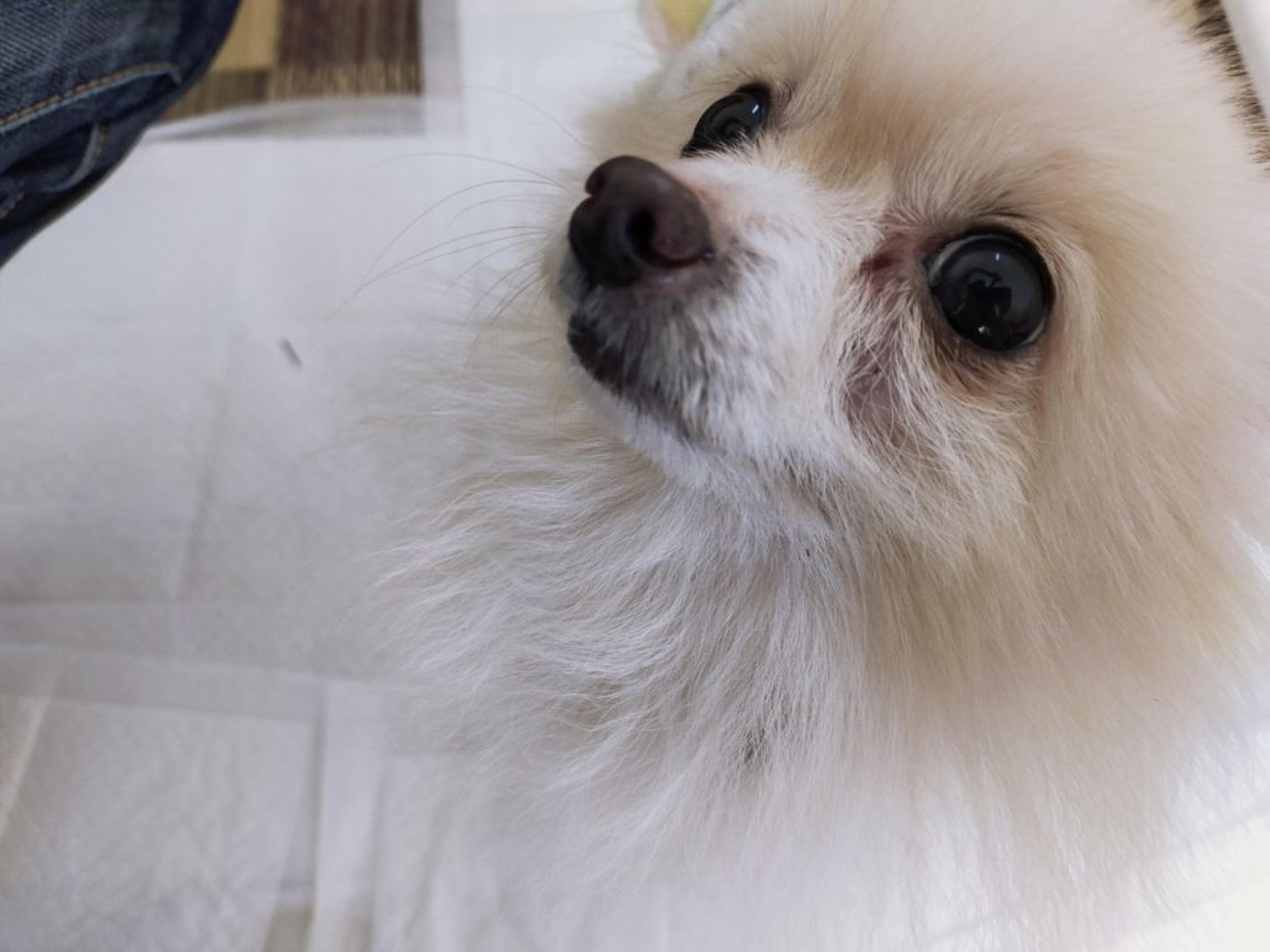 pet-image-6