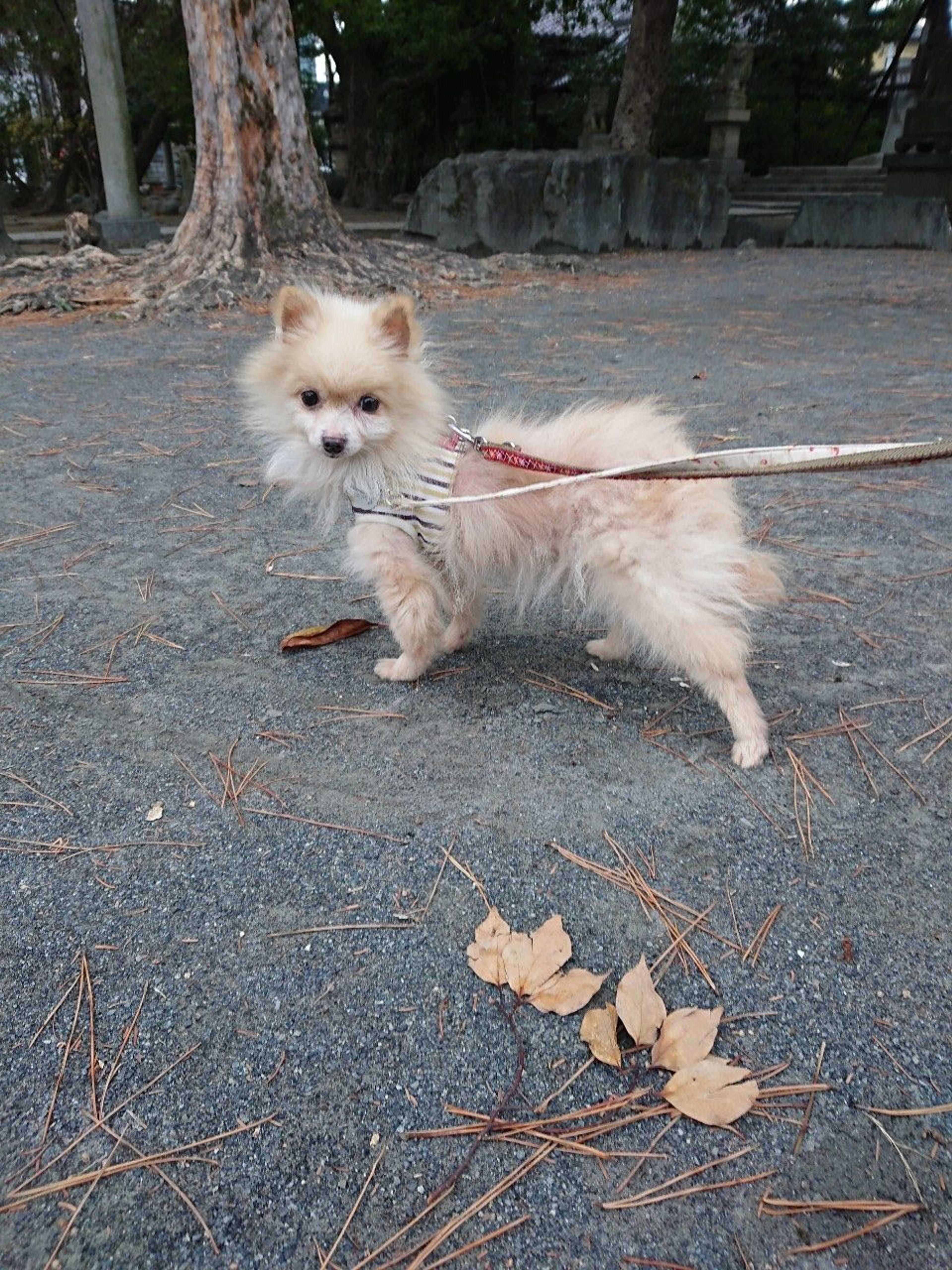 pet-image-7
