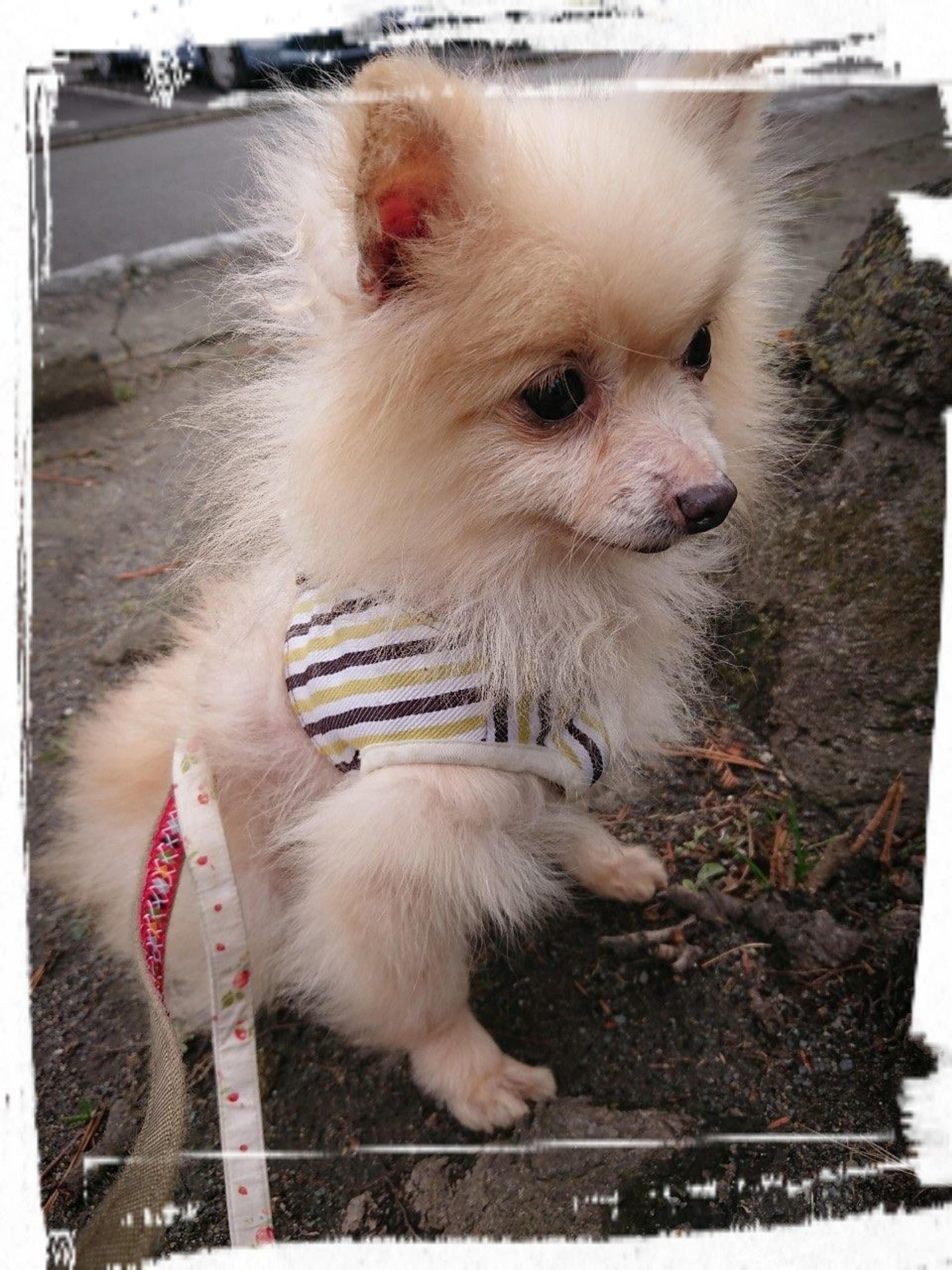 pet-image-8