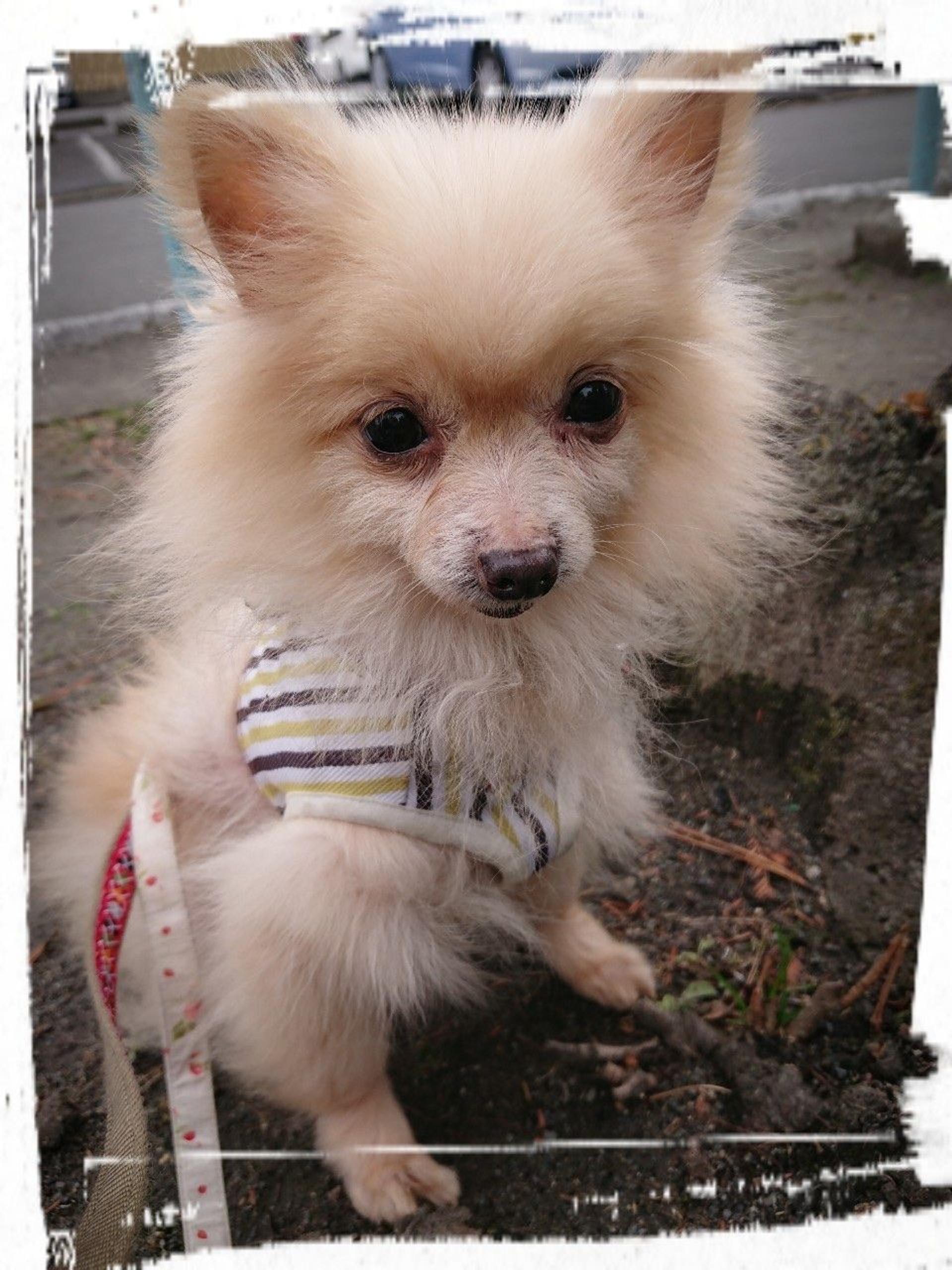 pet-image-9