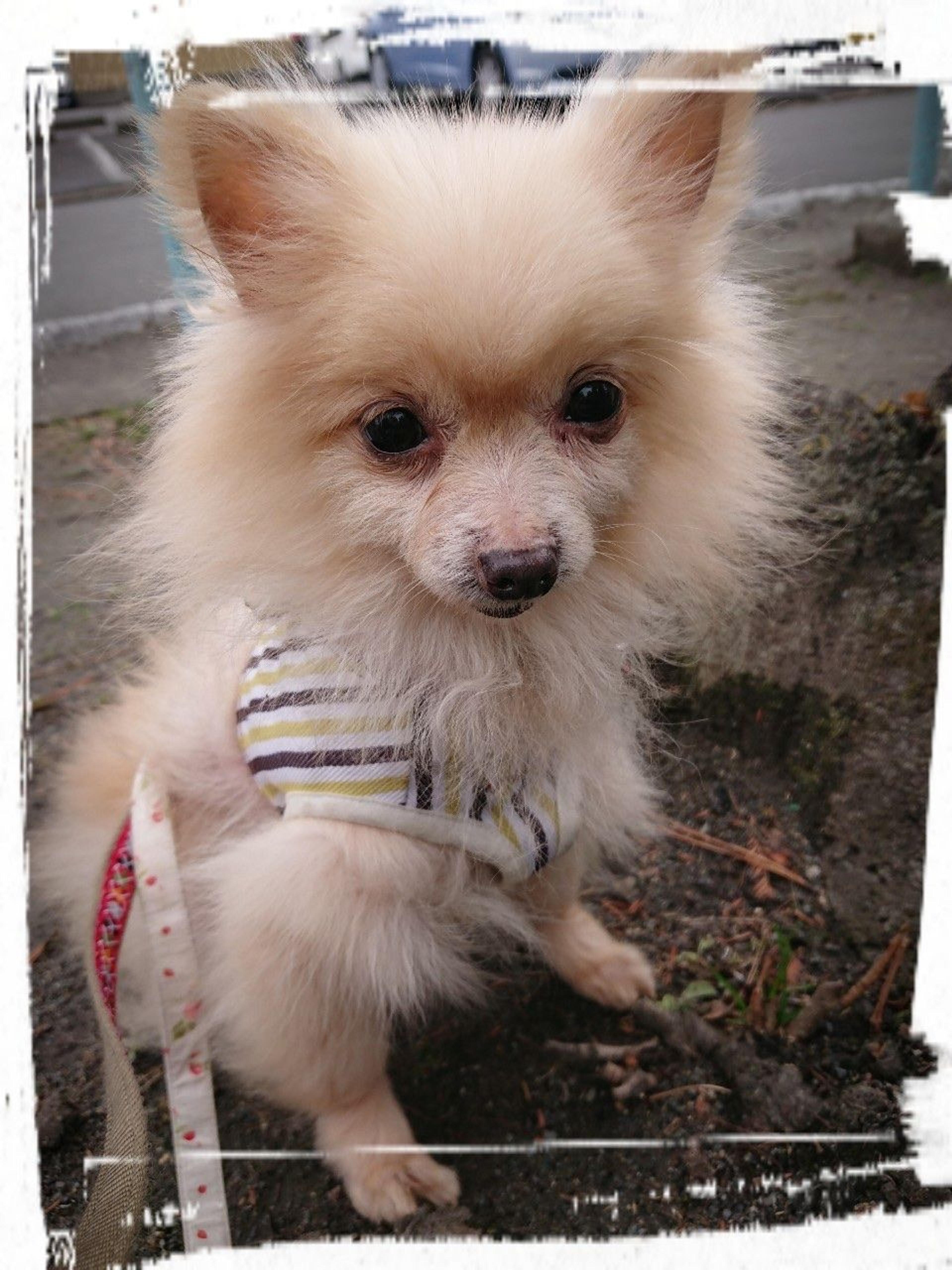 pet-image-9