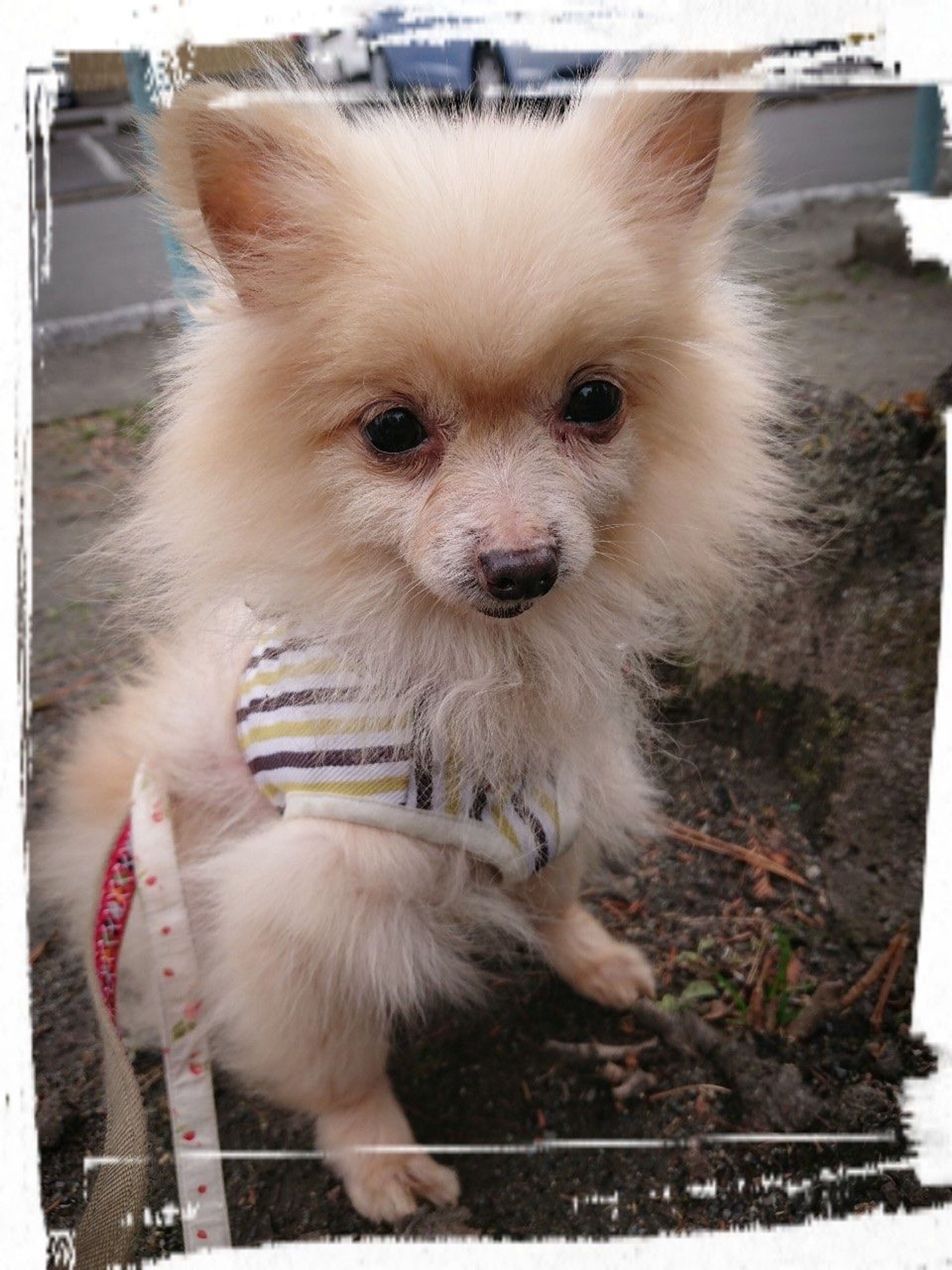 pet-image-9