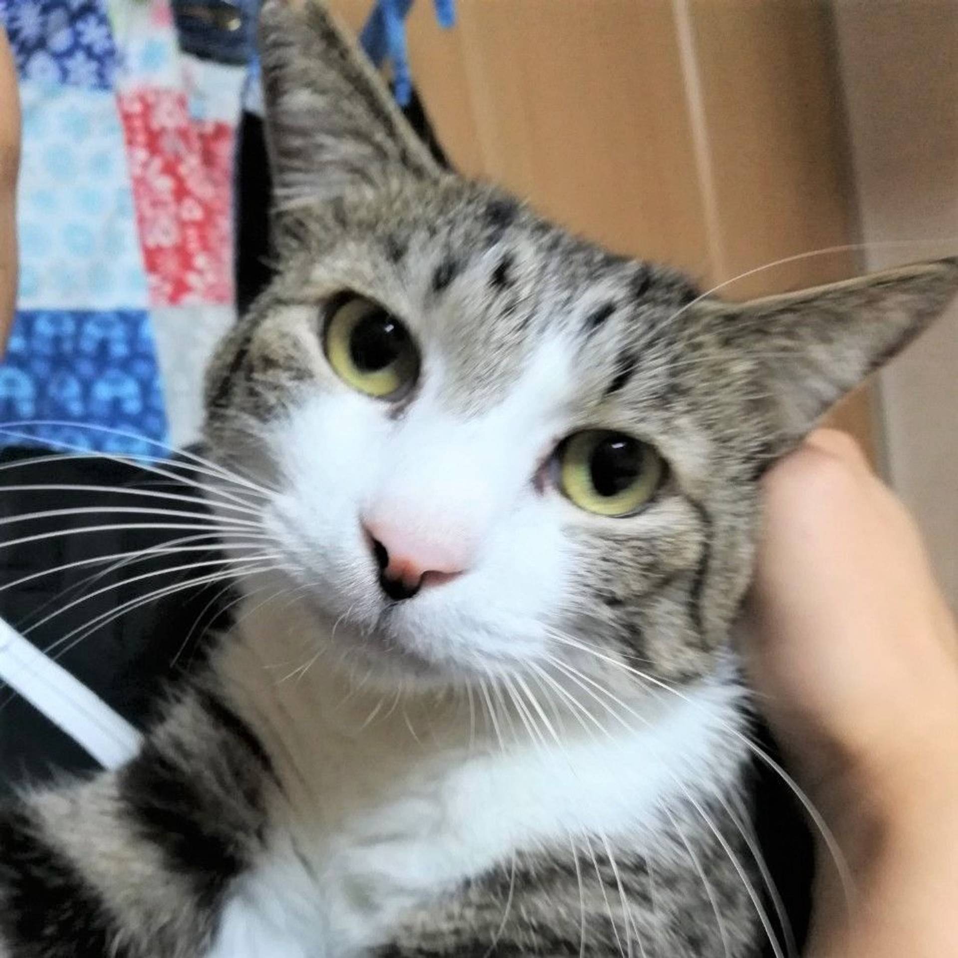 雑種（ミックス猫）・オスの里親募集の写真