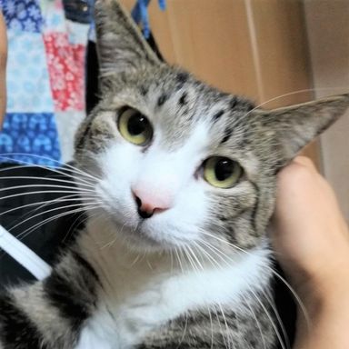 ごんの写真