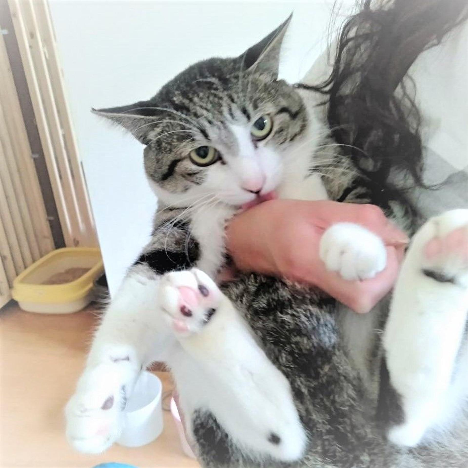 pet-image-4