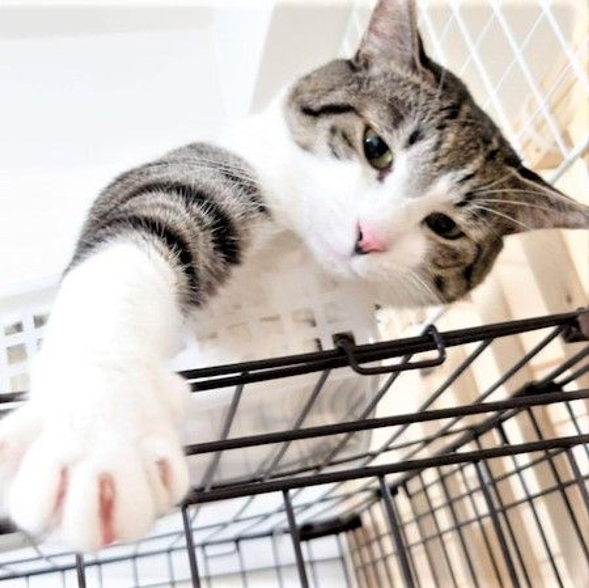 pet-image-5