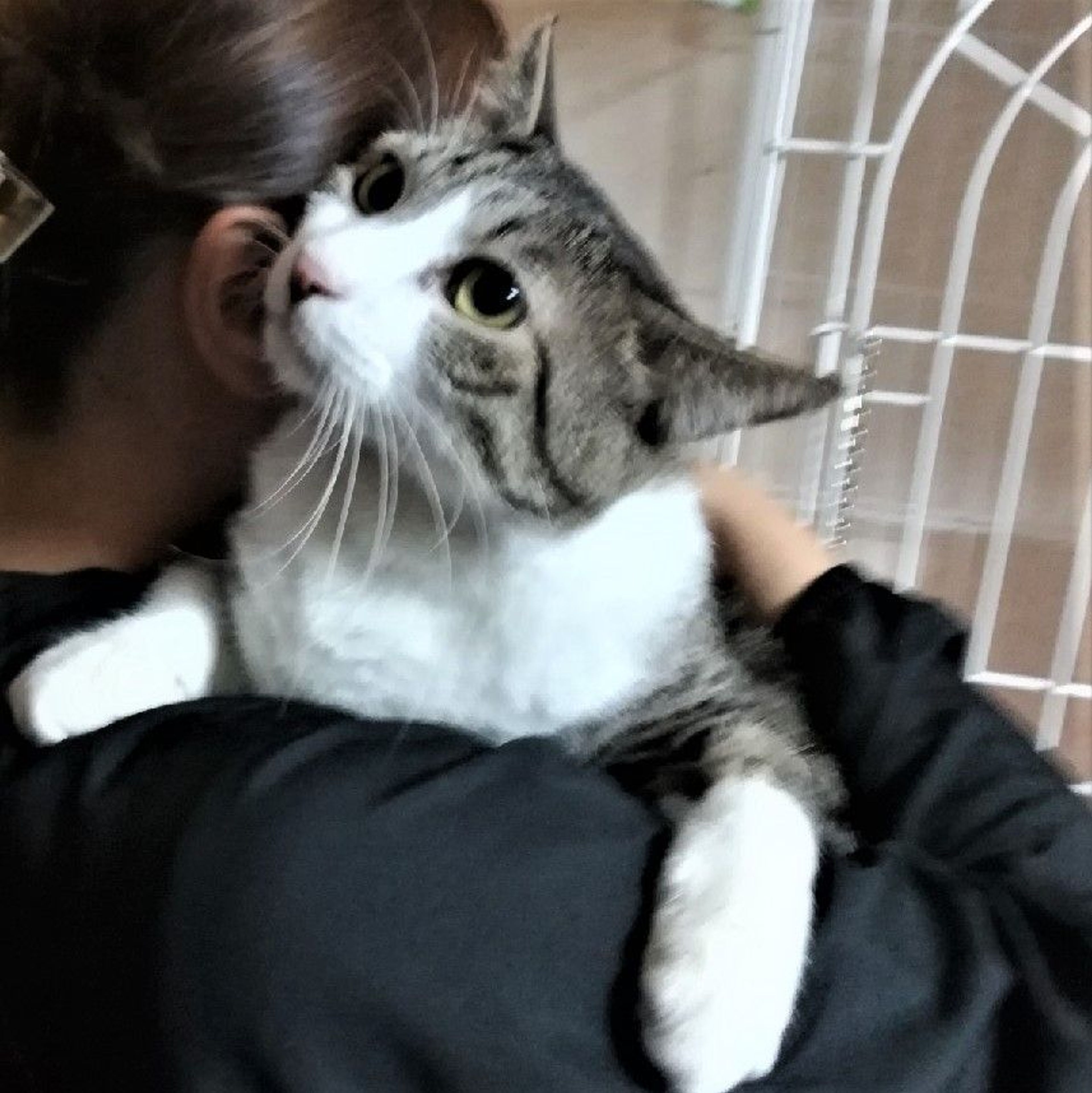 pet-image-6