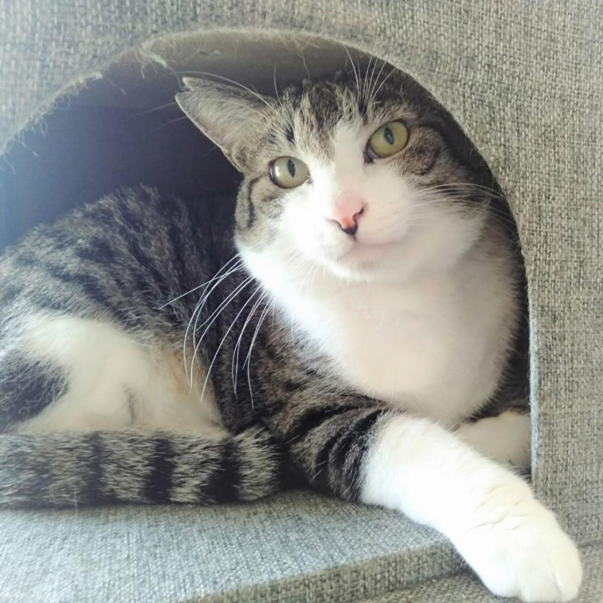 pet-image-7