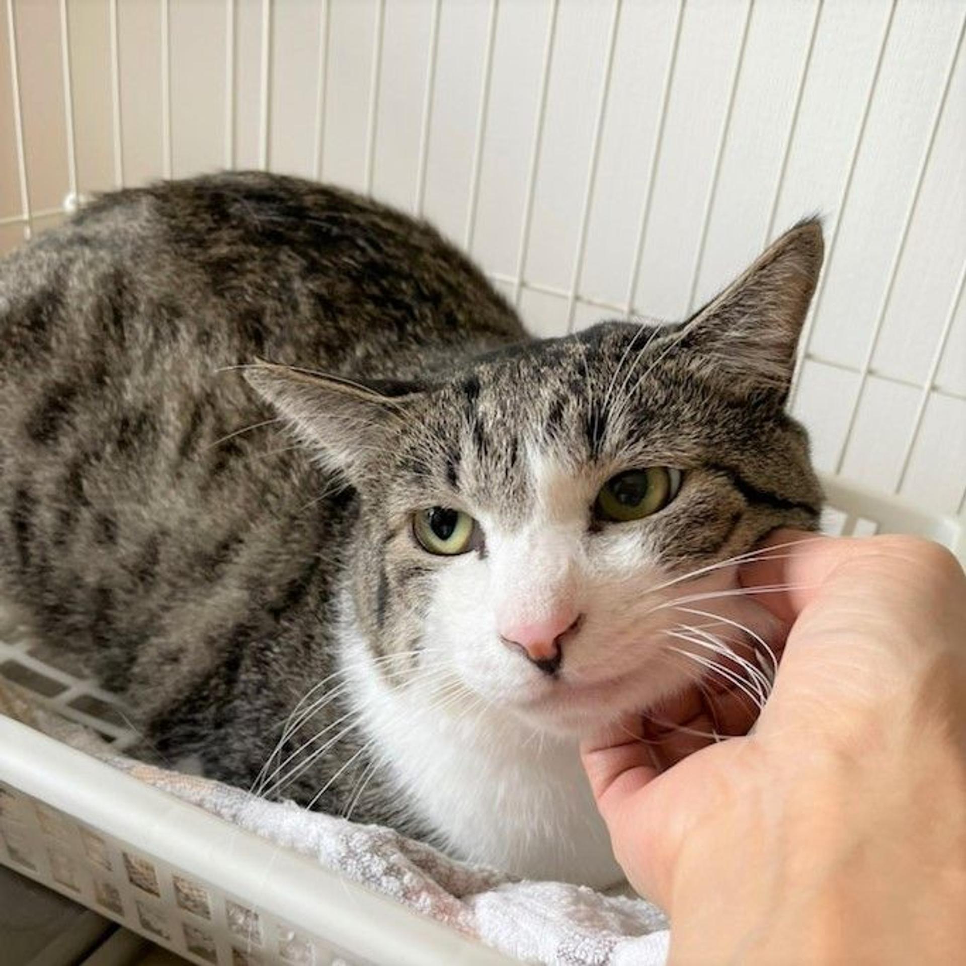 pet-image-8