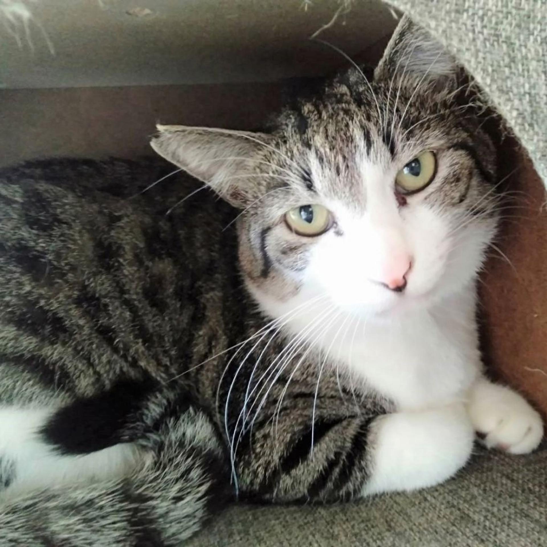 pet-image-9