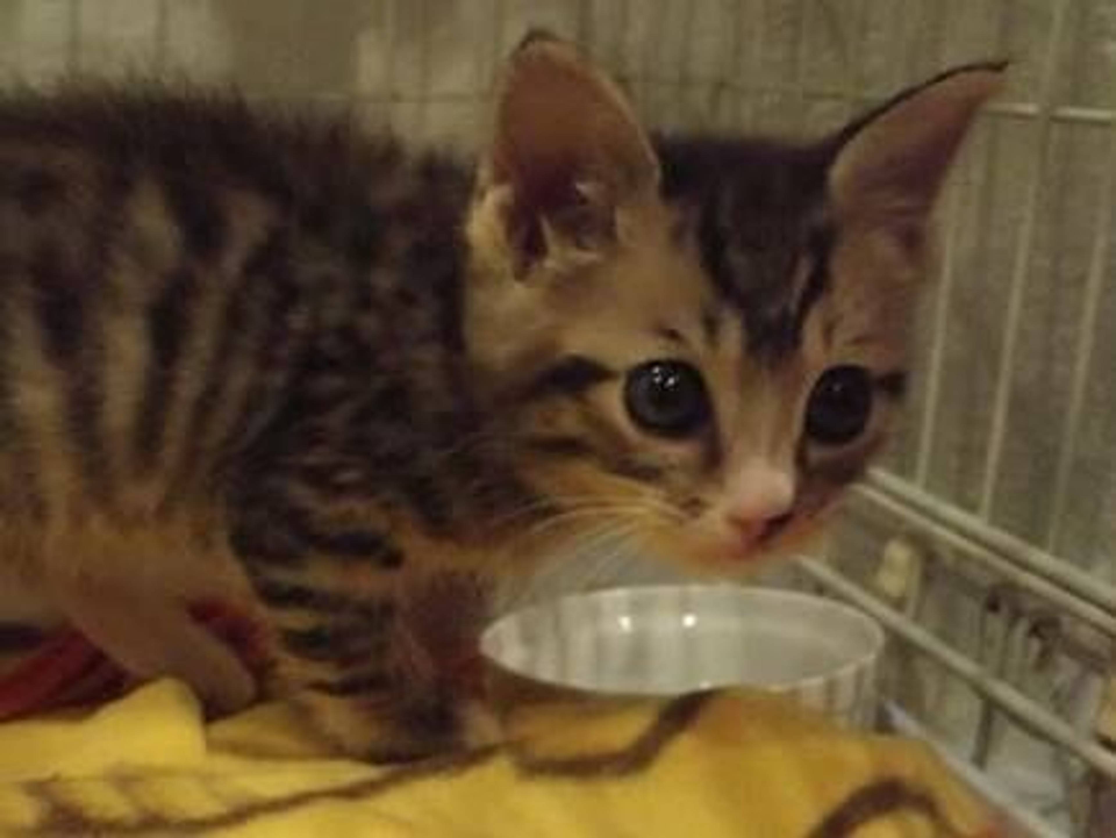 雑種（ミックス猫）・メスの里親募集の写真