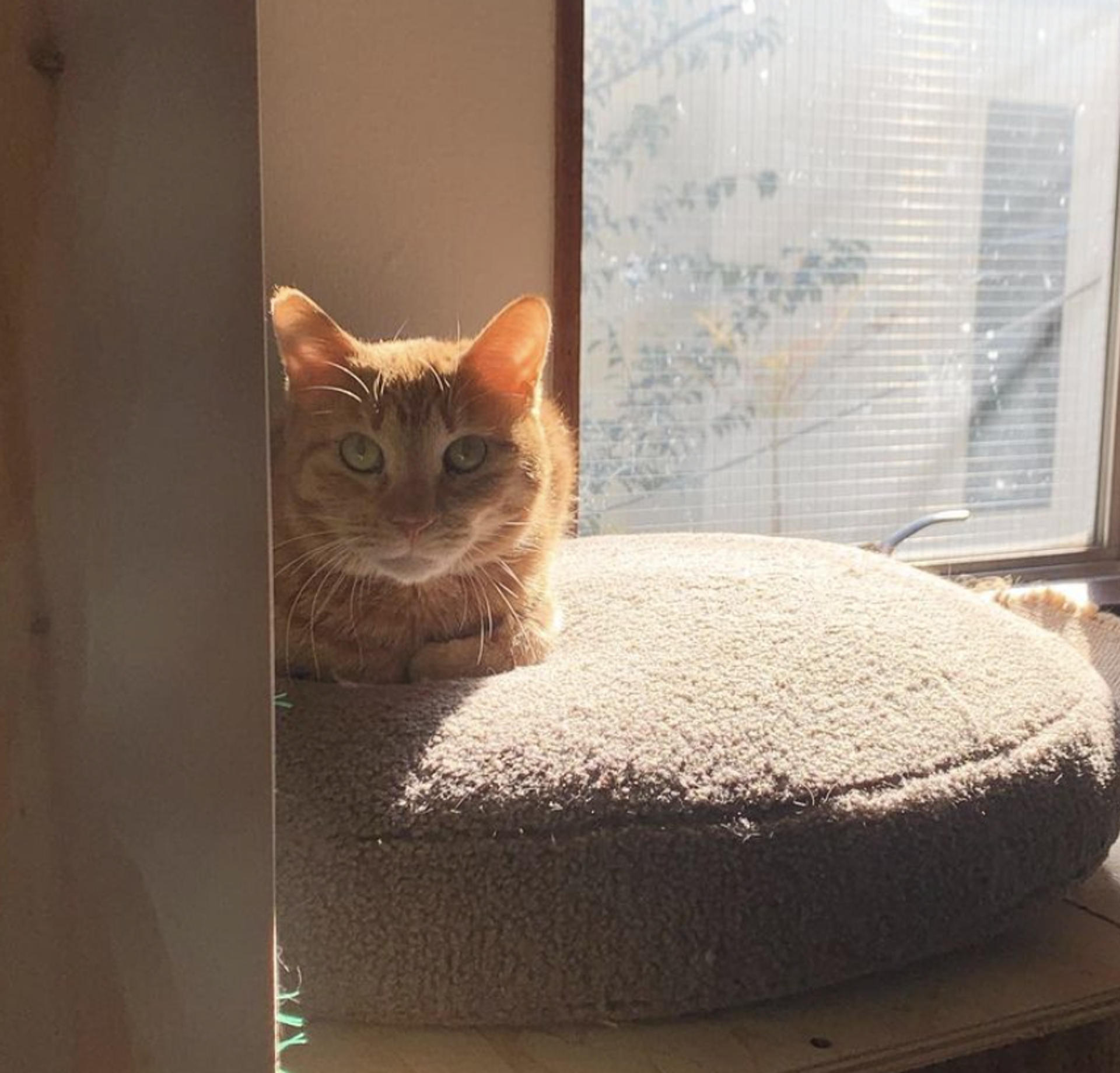pet-image-3