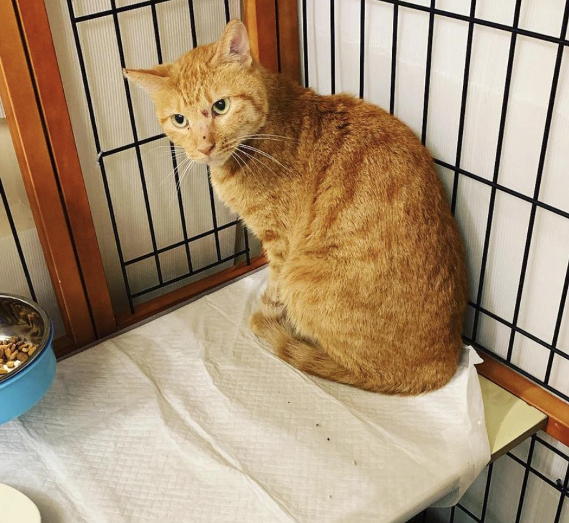pet-image-6