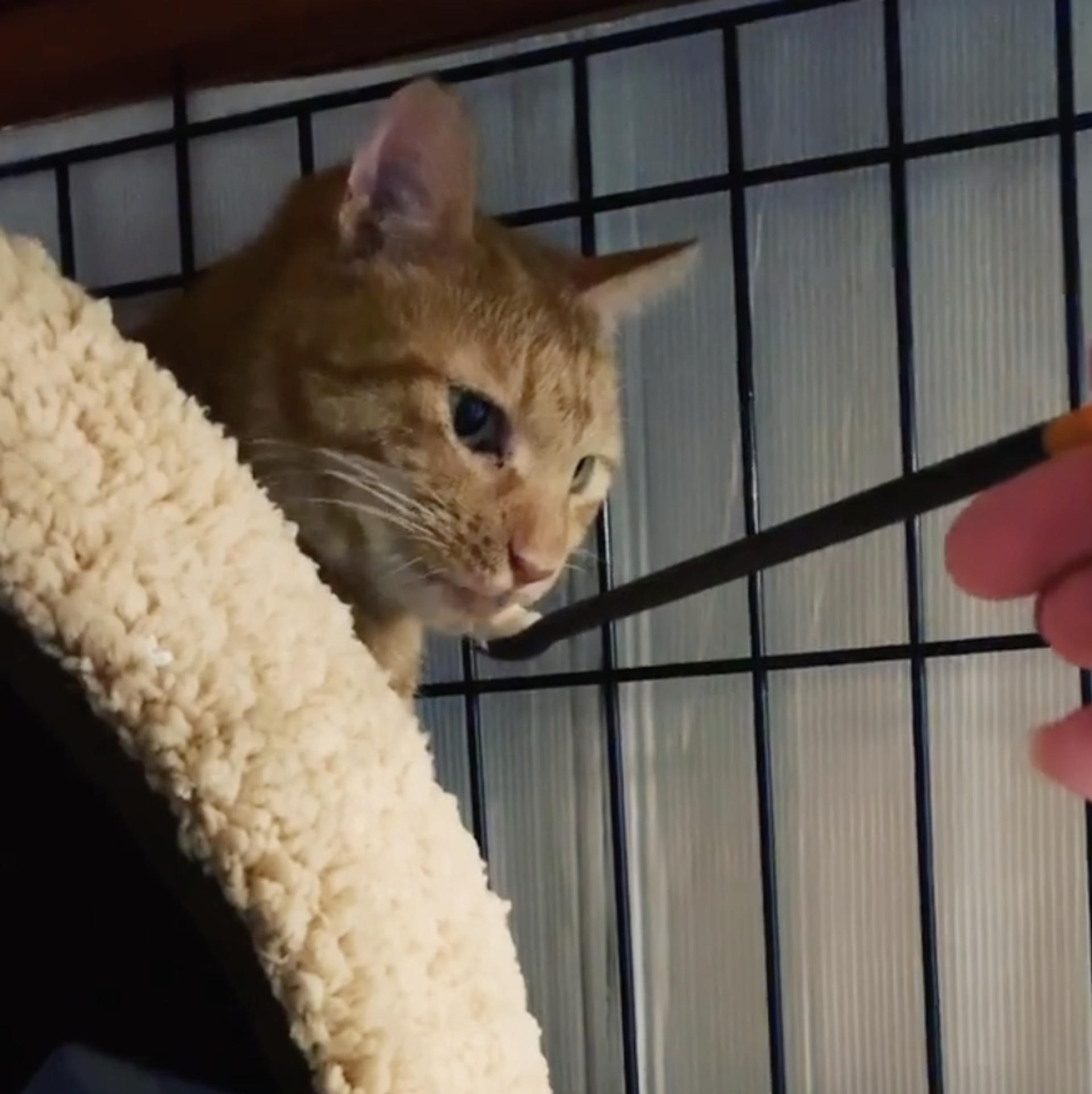 pet-image-7