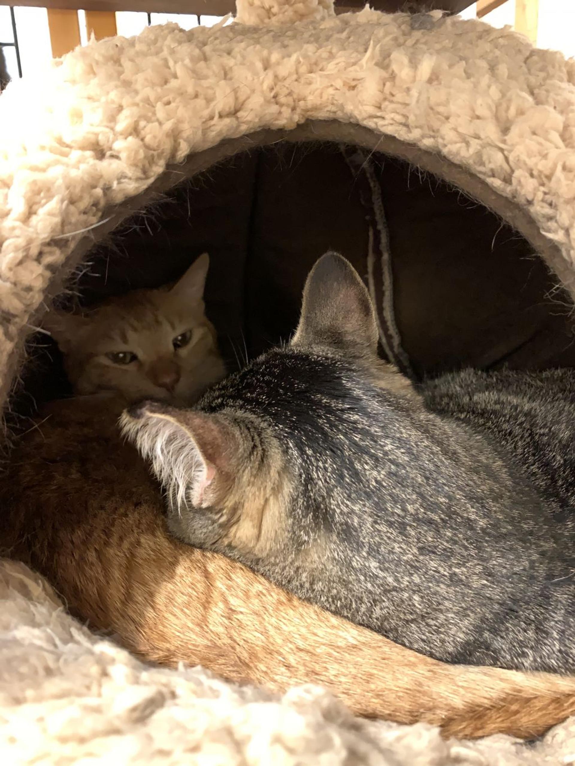 pet-image-4
