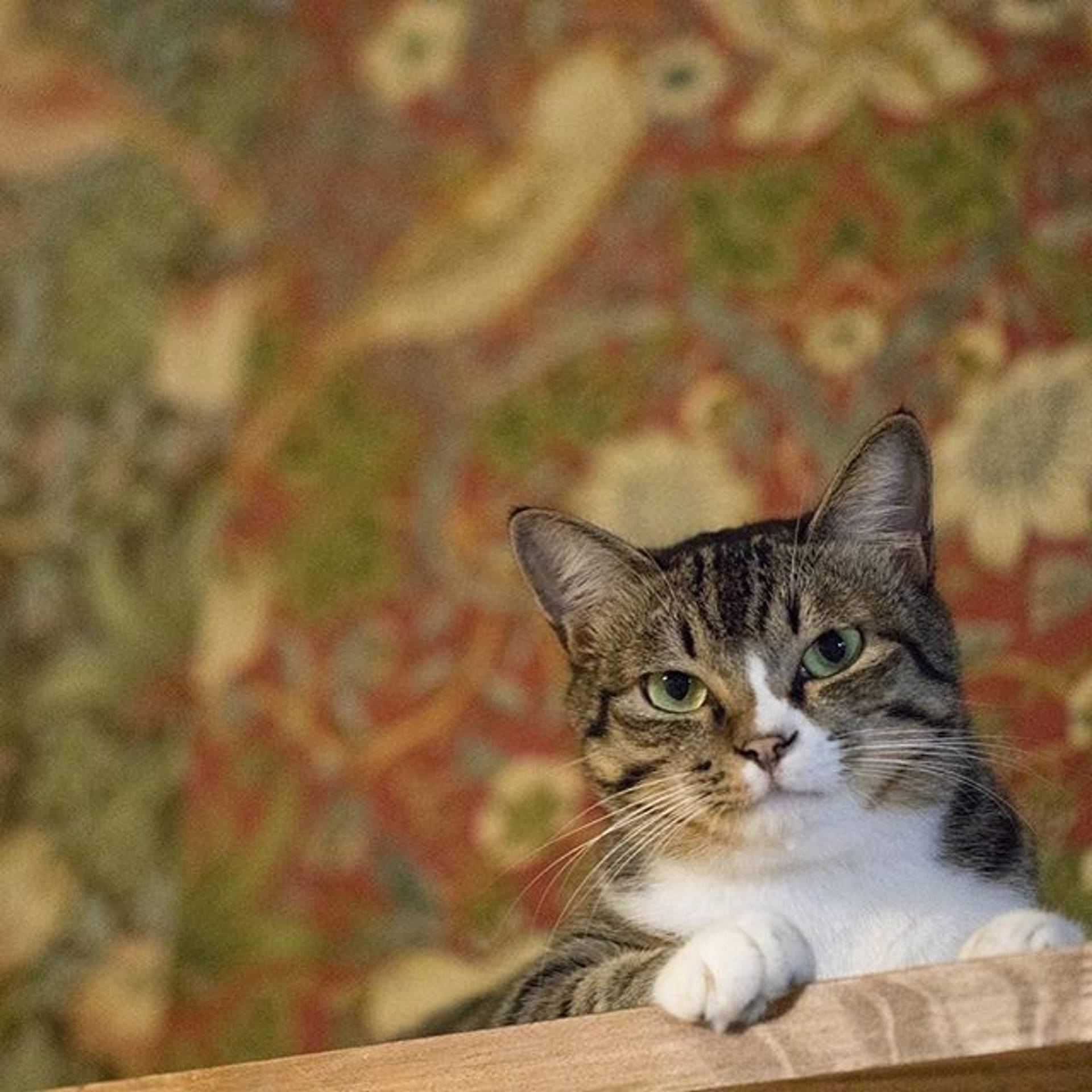雑種（ミックス猫）・オスの里親募集の写真