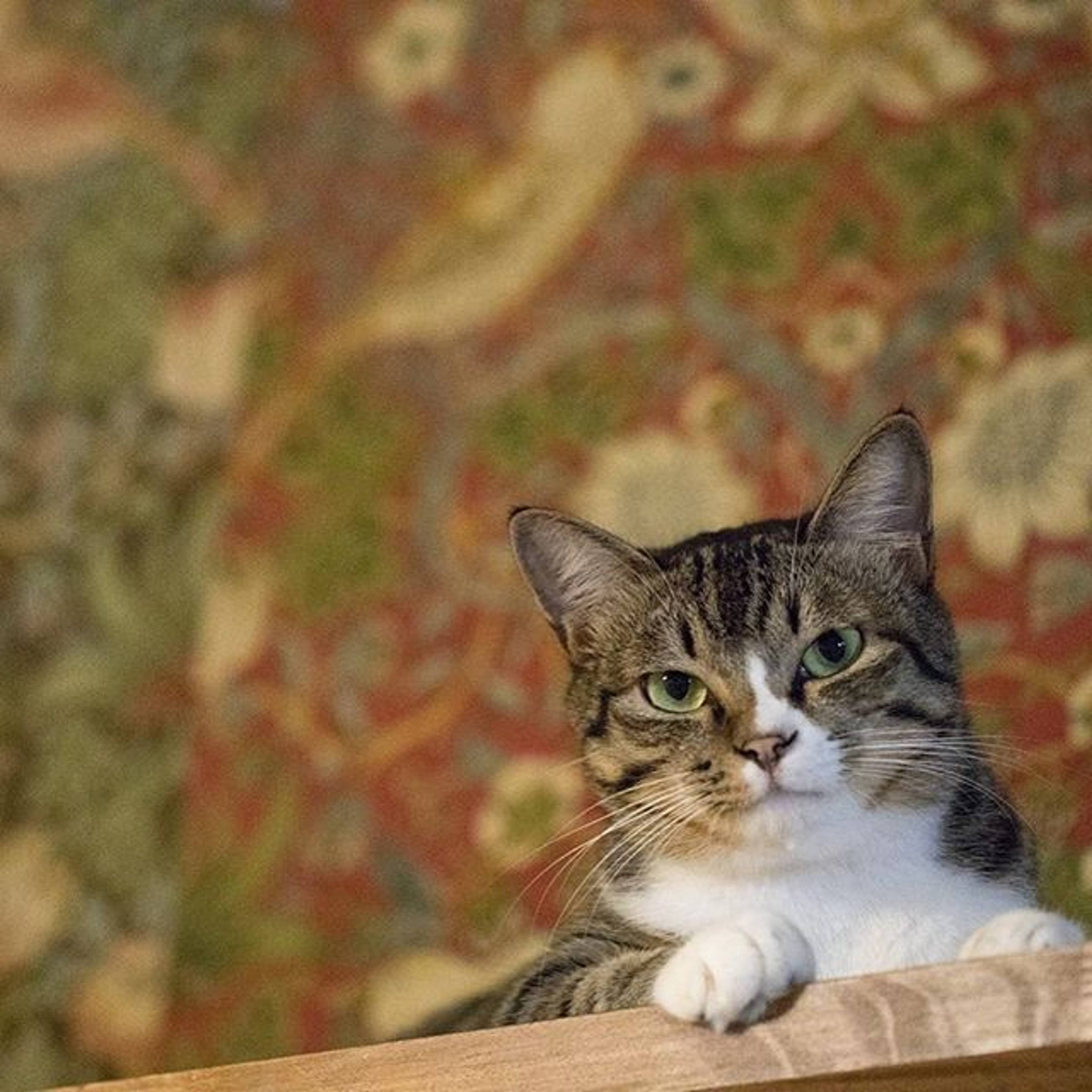 雑種（ミックス猫）・オスの里親募集の写真