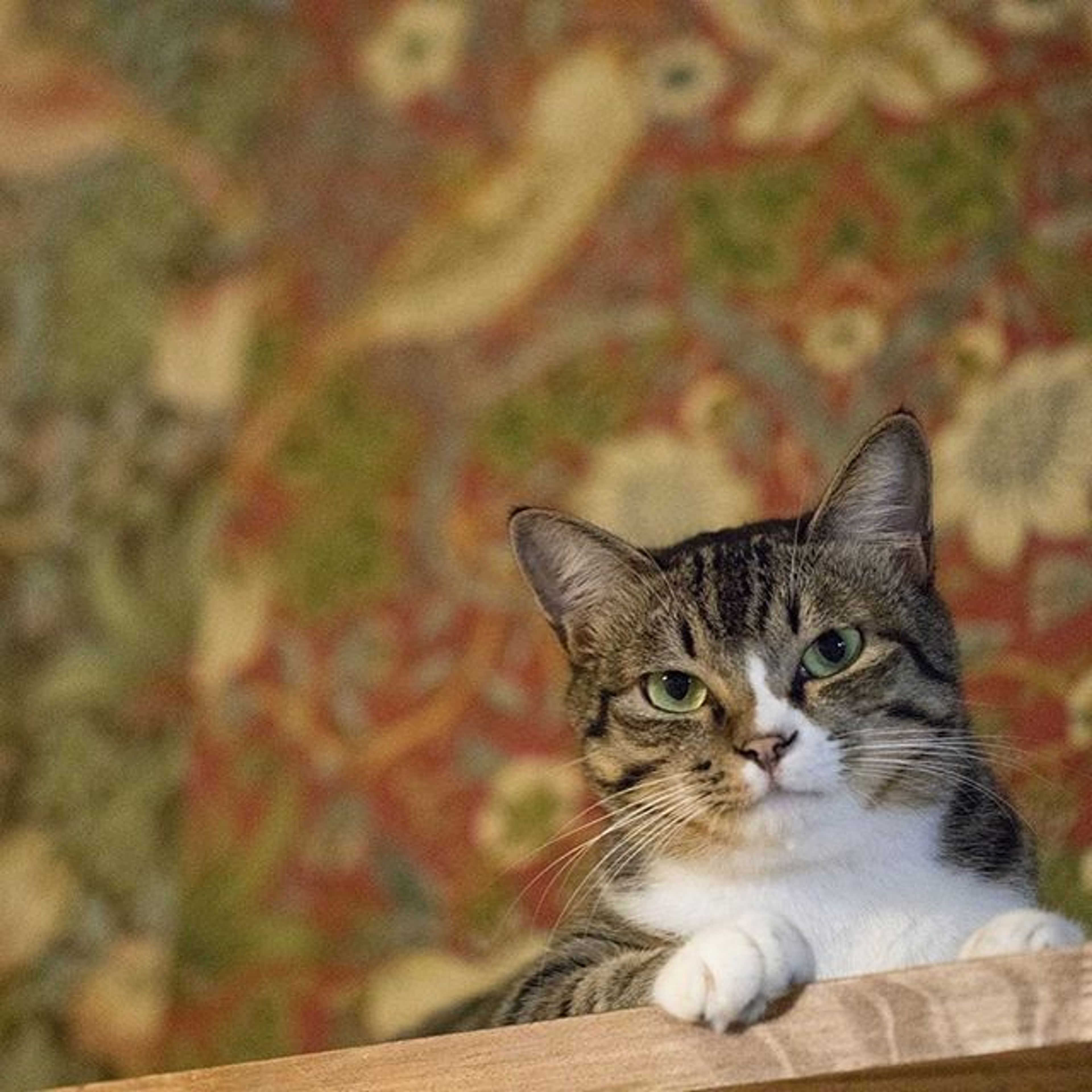 雑種（ミックス猫）・オスの里親募集の写真