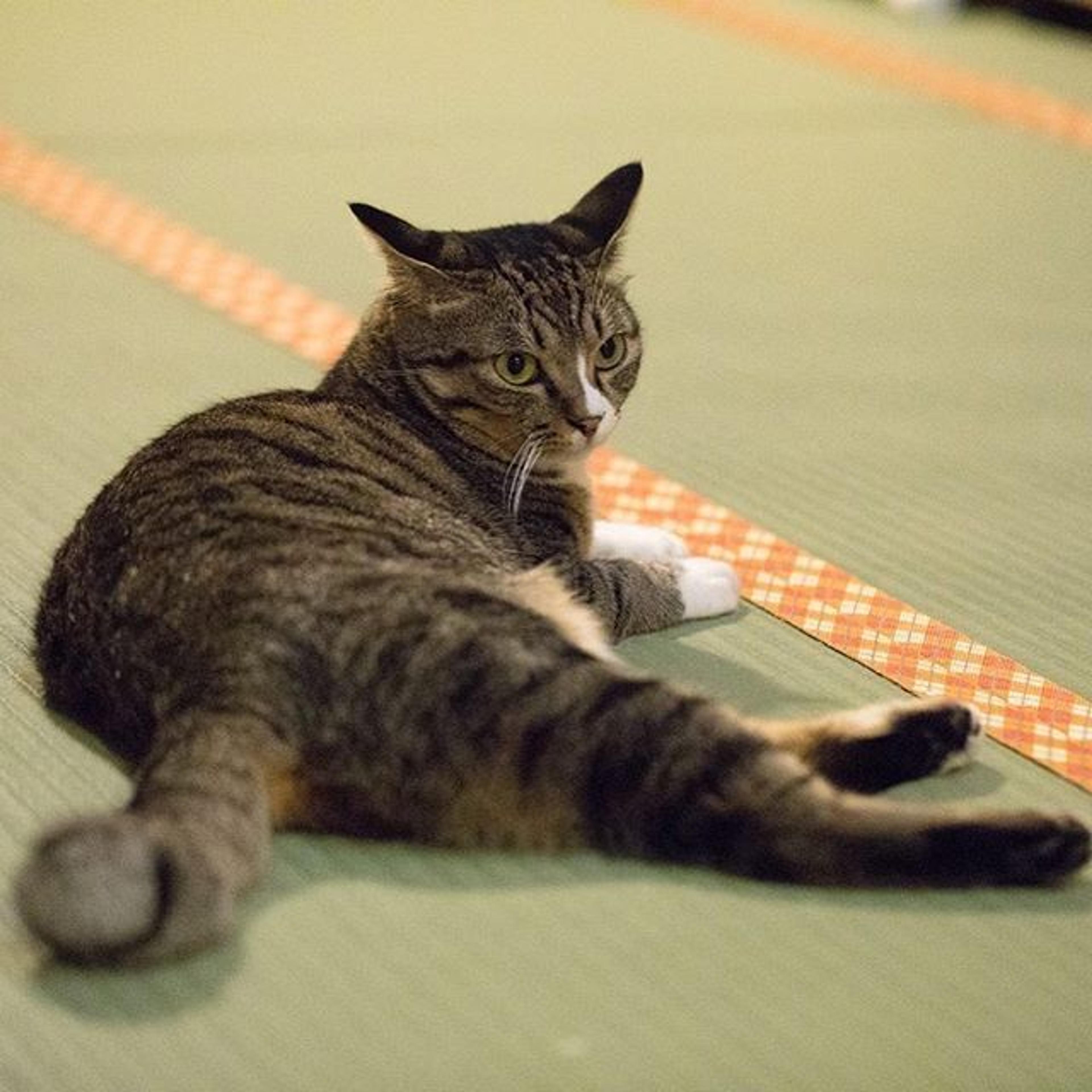 pet-image-3