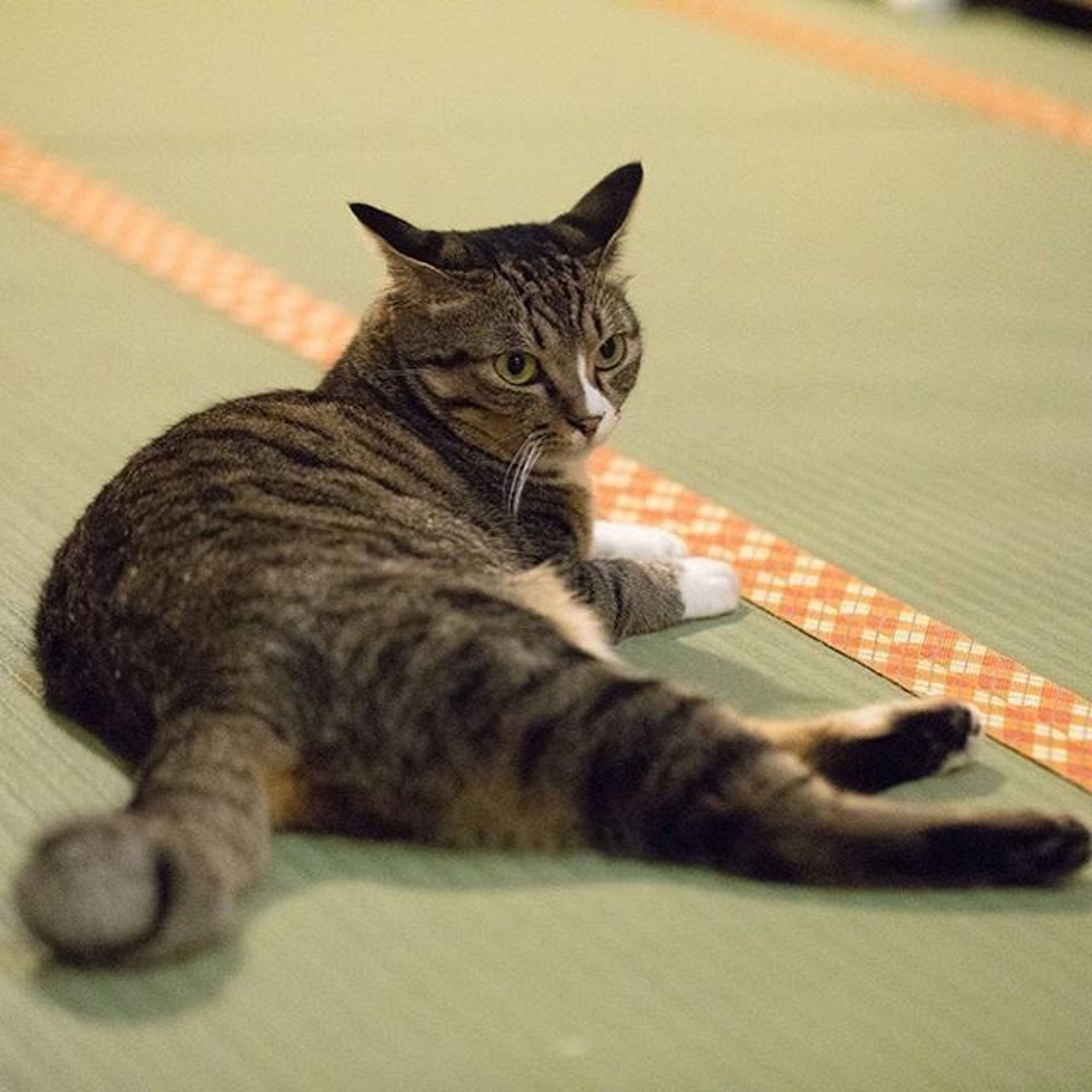 pet-image-3