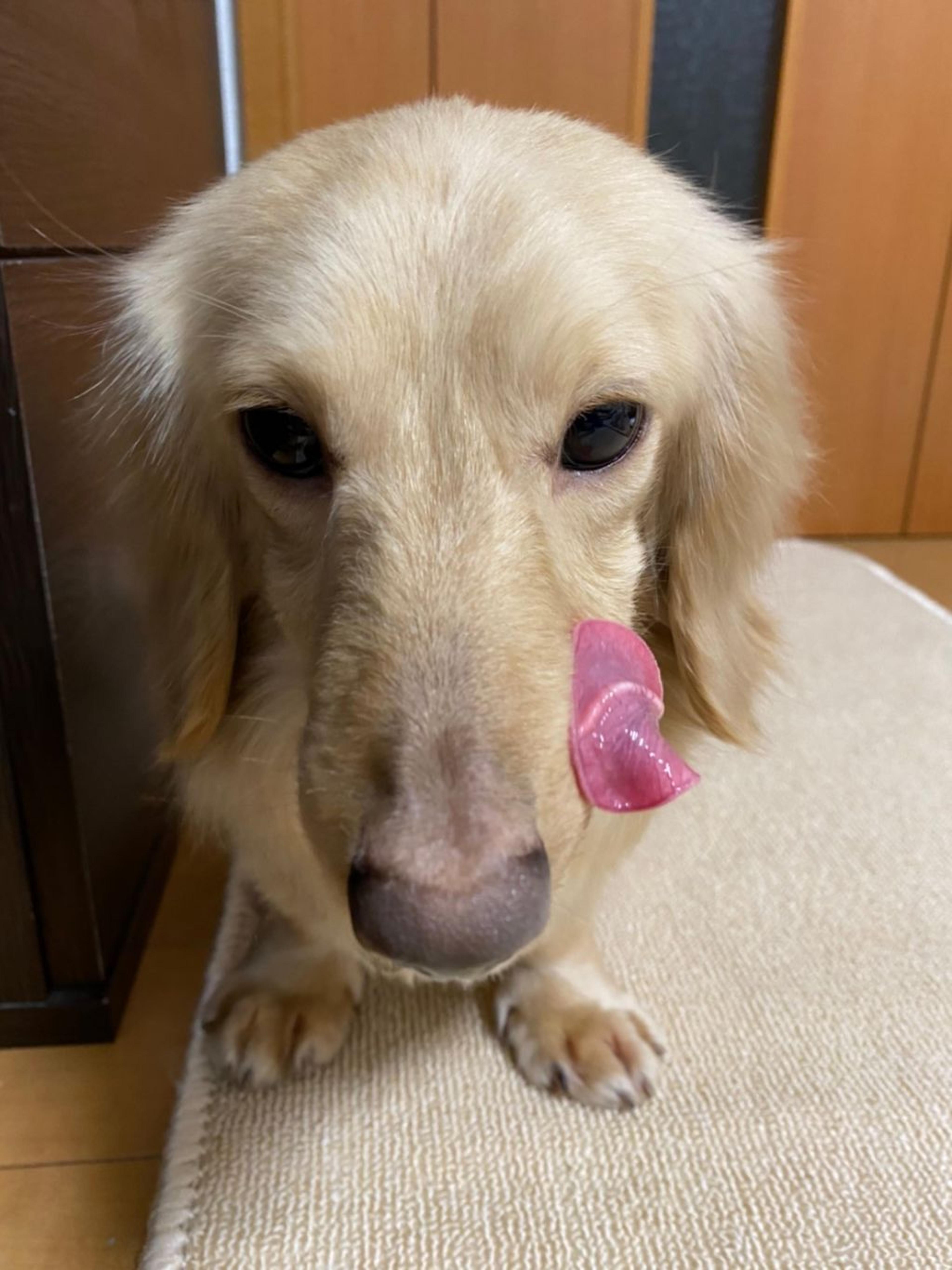 pet-image-4