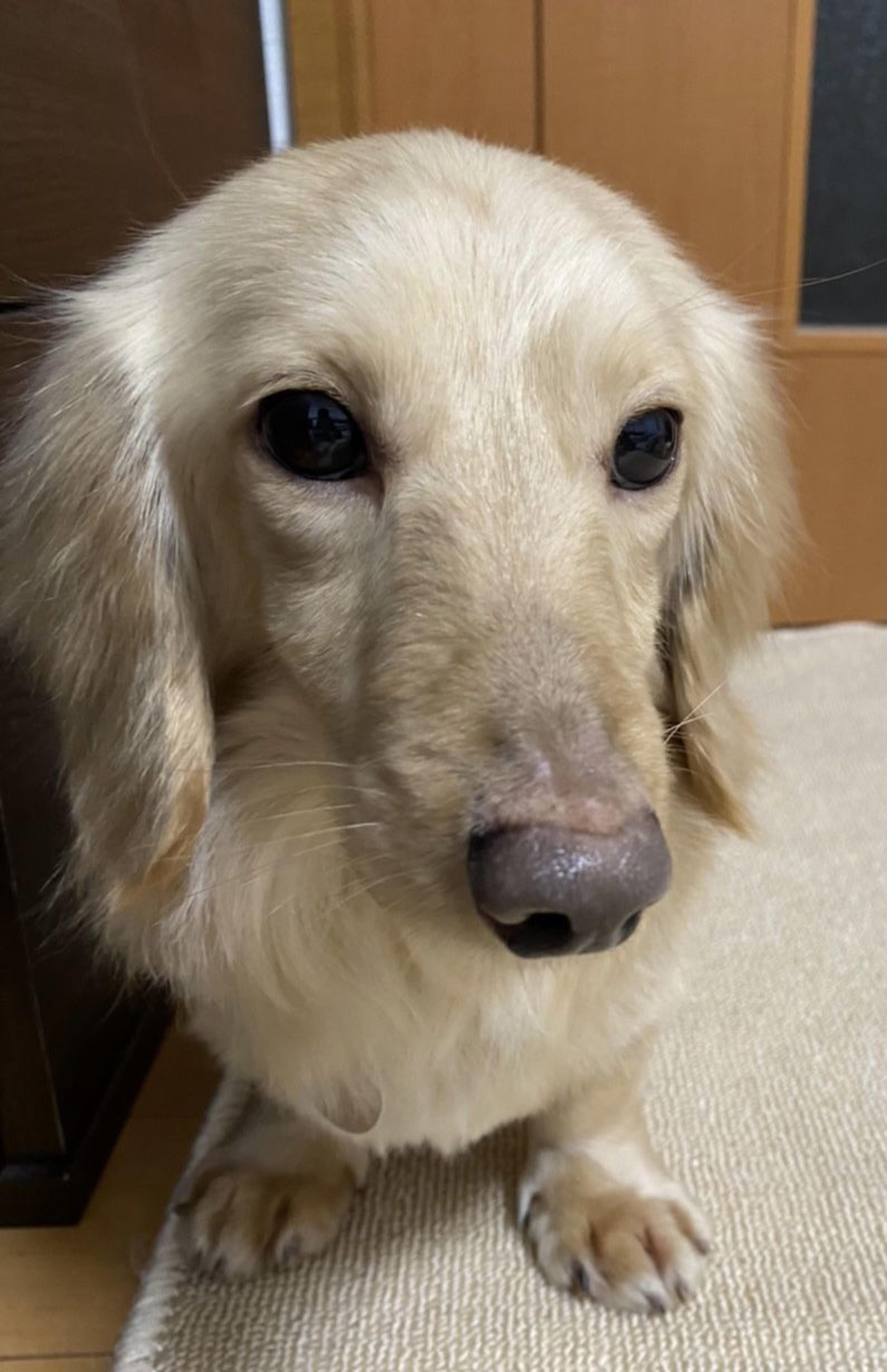 pet-image-5
