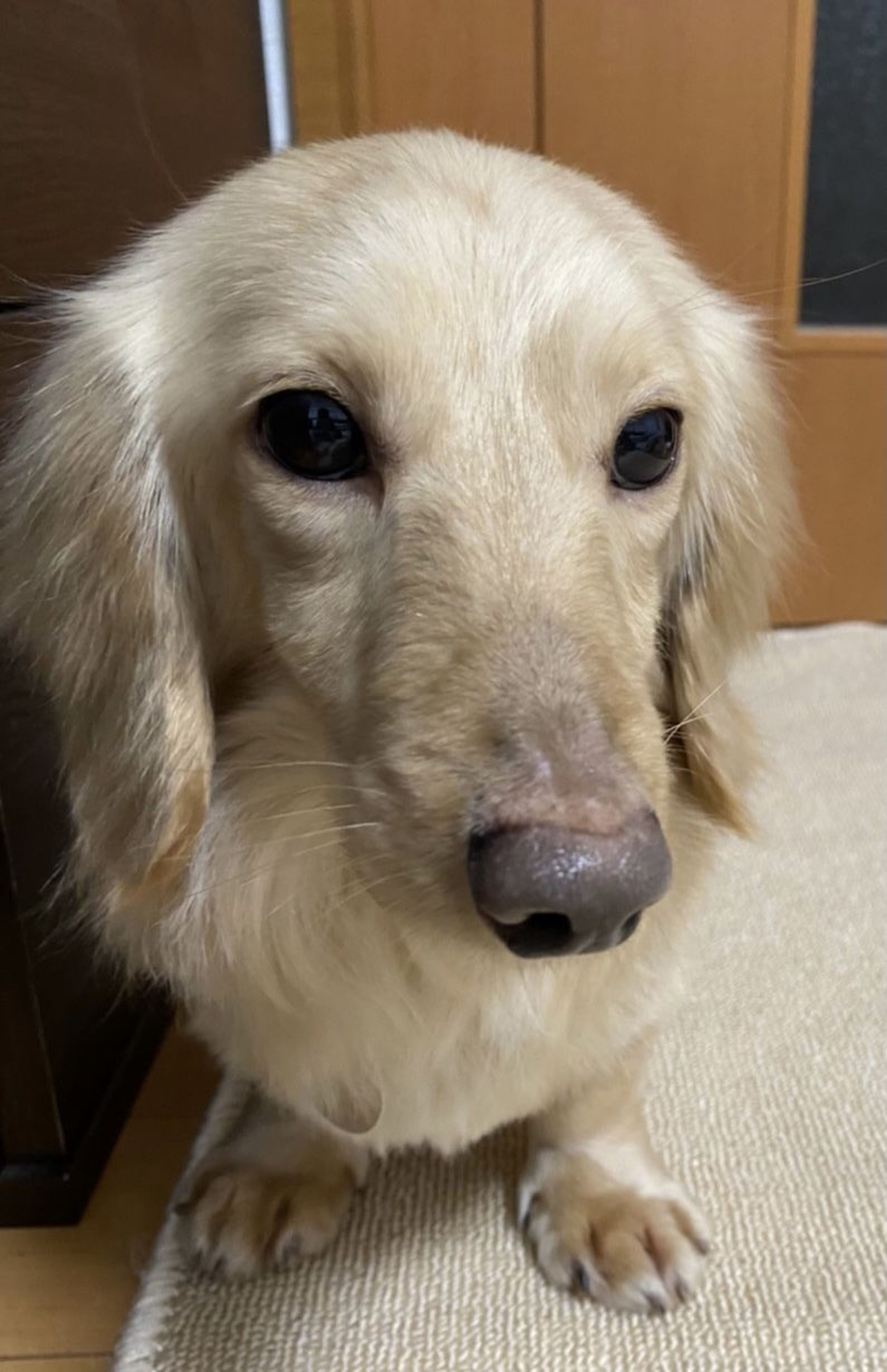 pet-image-5