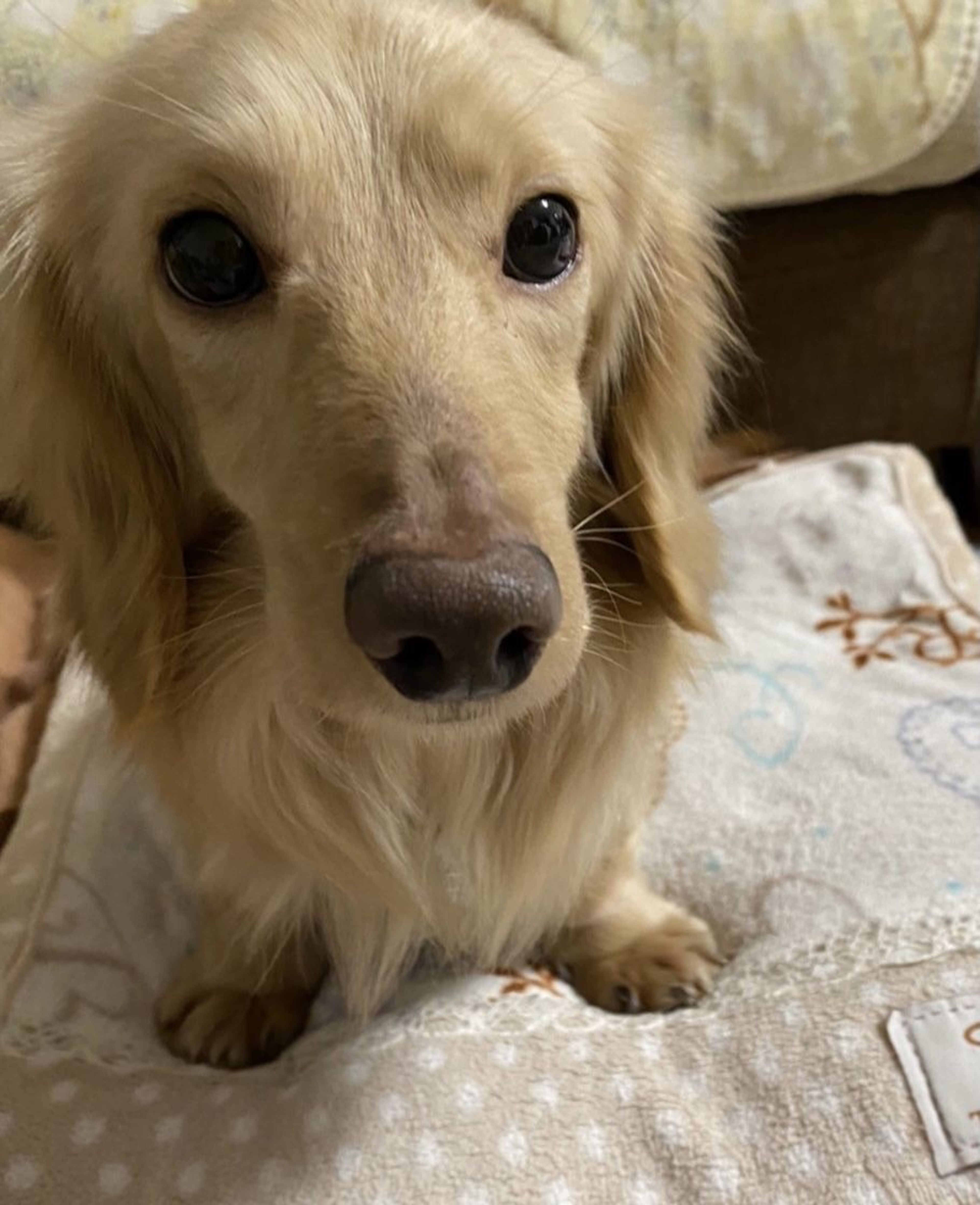 pet-image-6