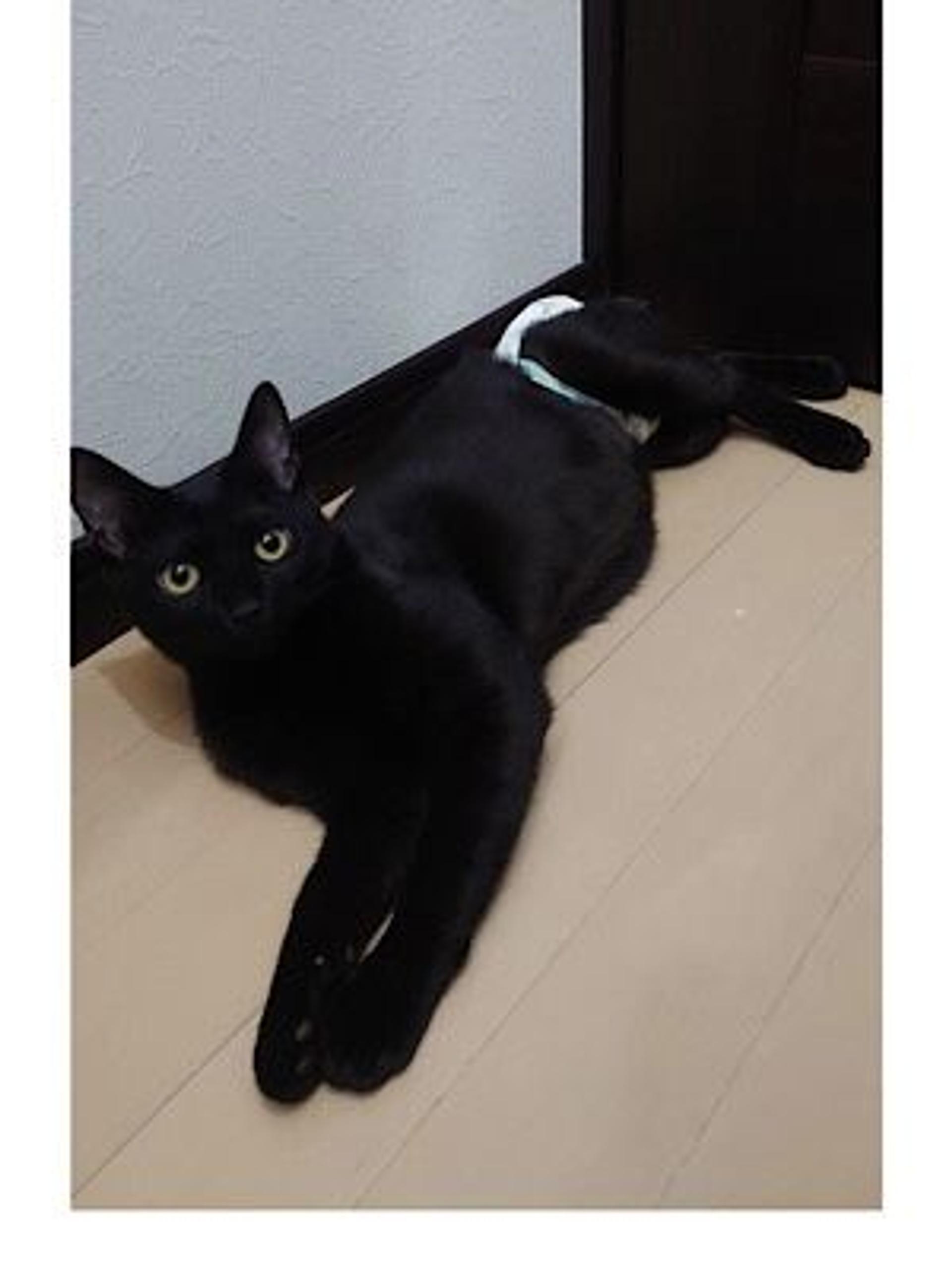 pet-image-5