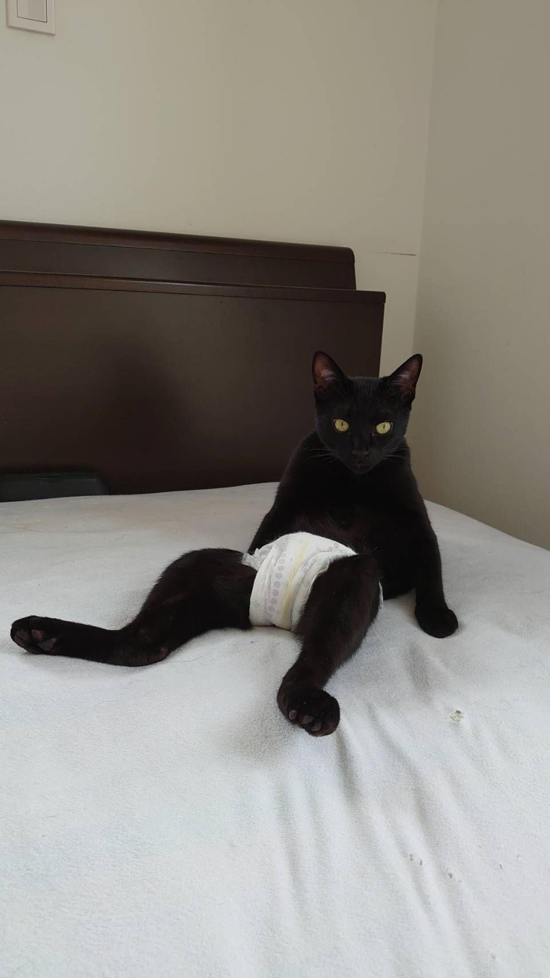 pet-image-3