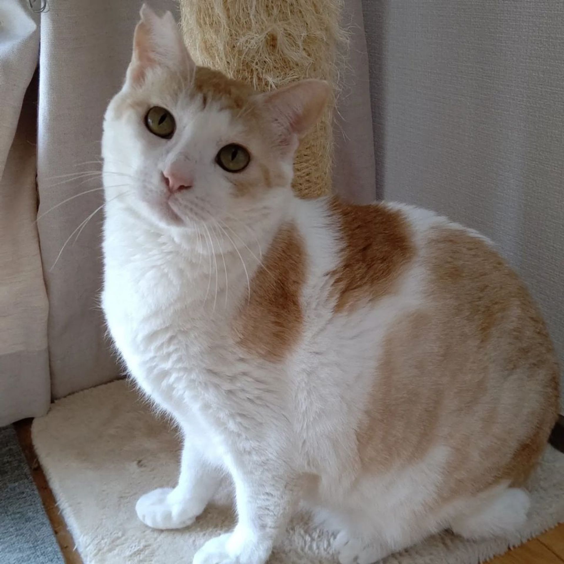 雑種（ミックス猫）・オスの里親募集の写真