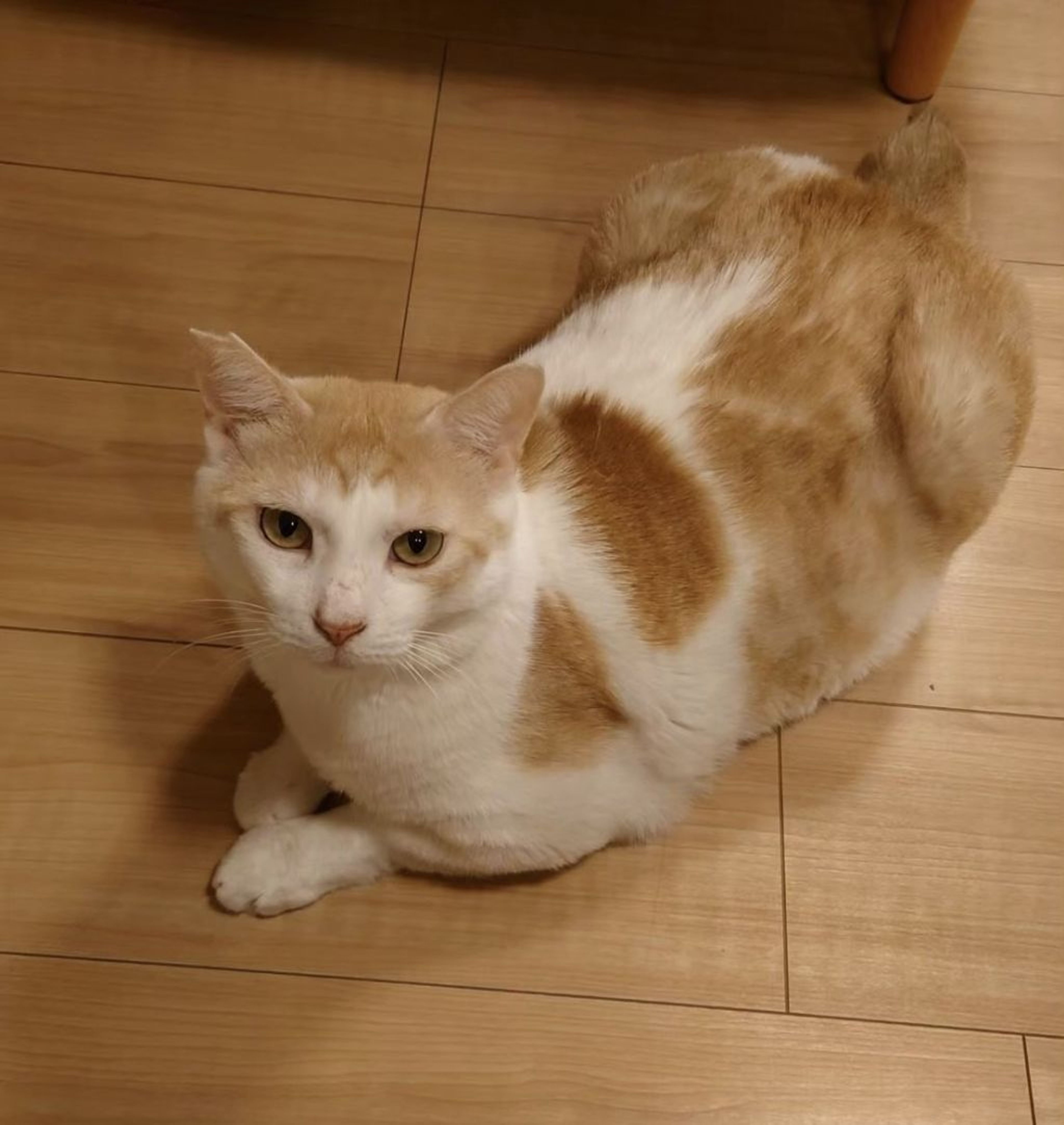 pet-image-3