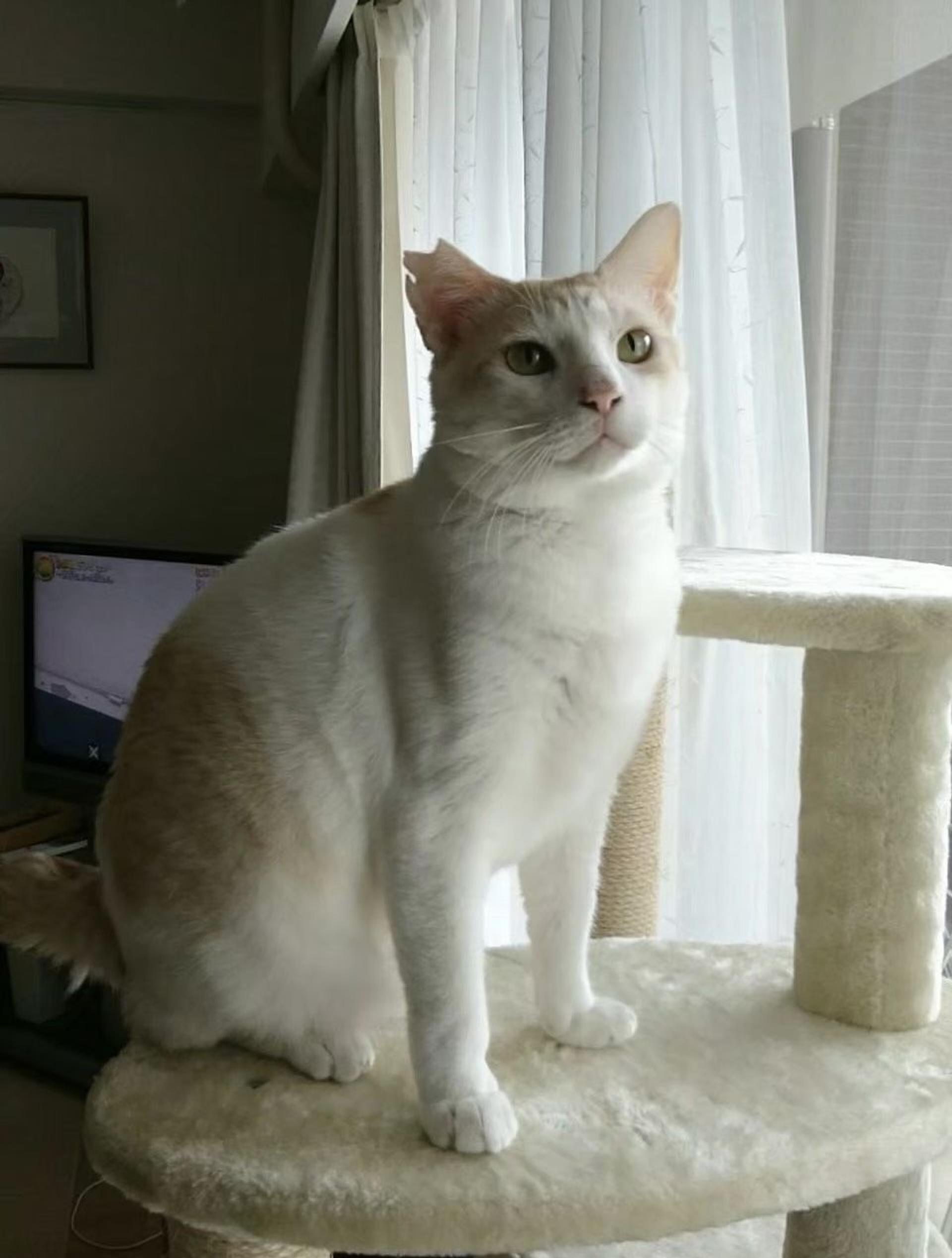 pet-image-8