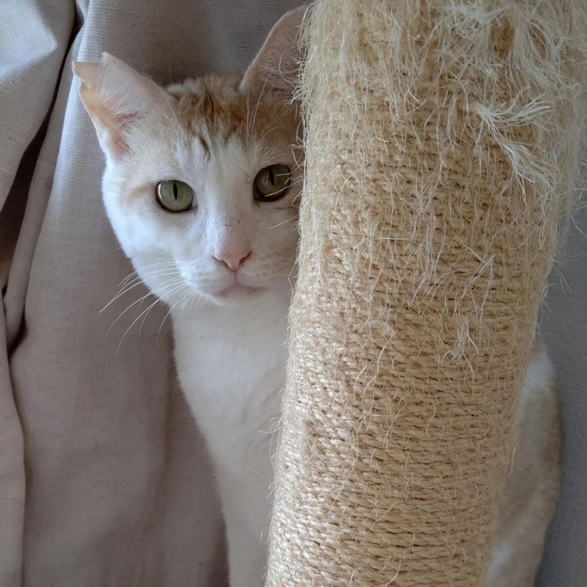 pet-image-10