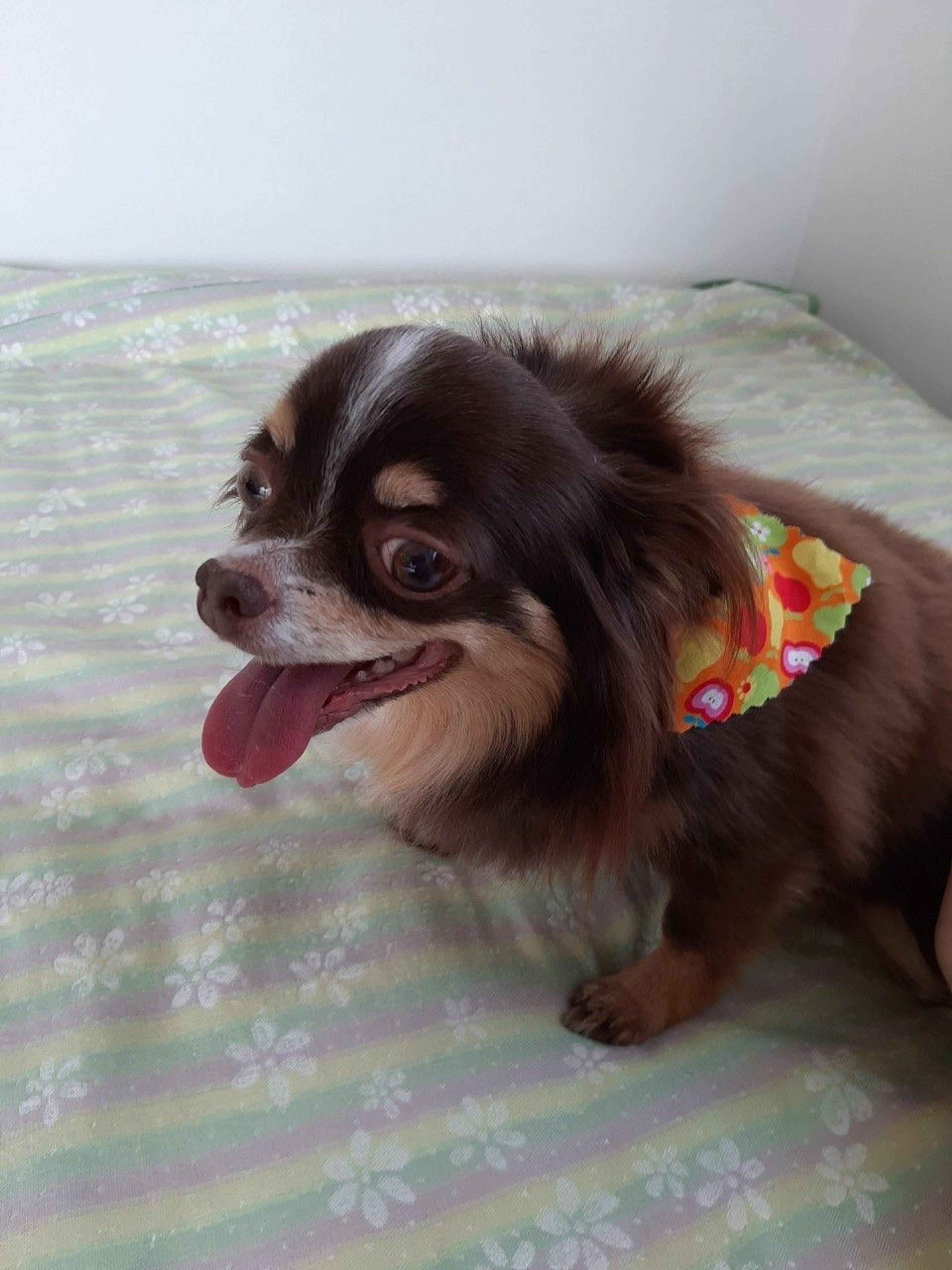 pet-image-3