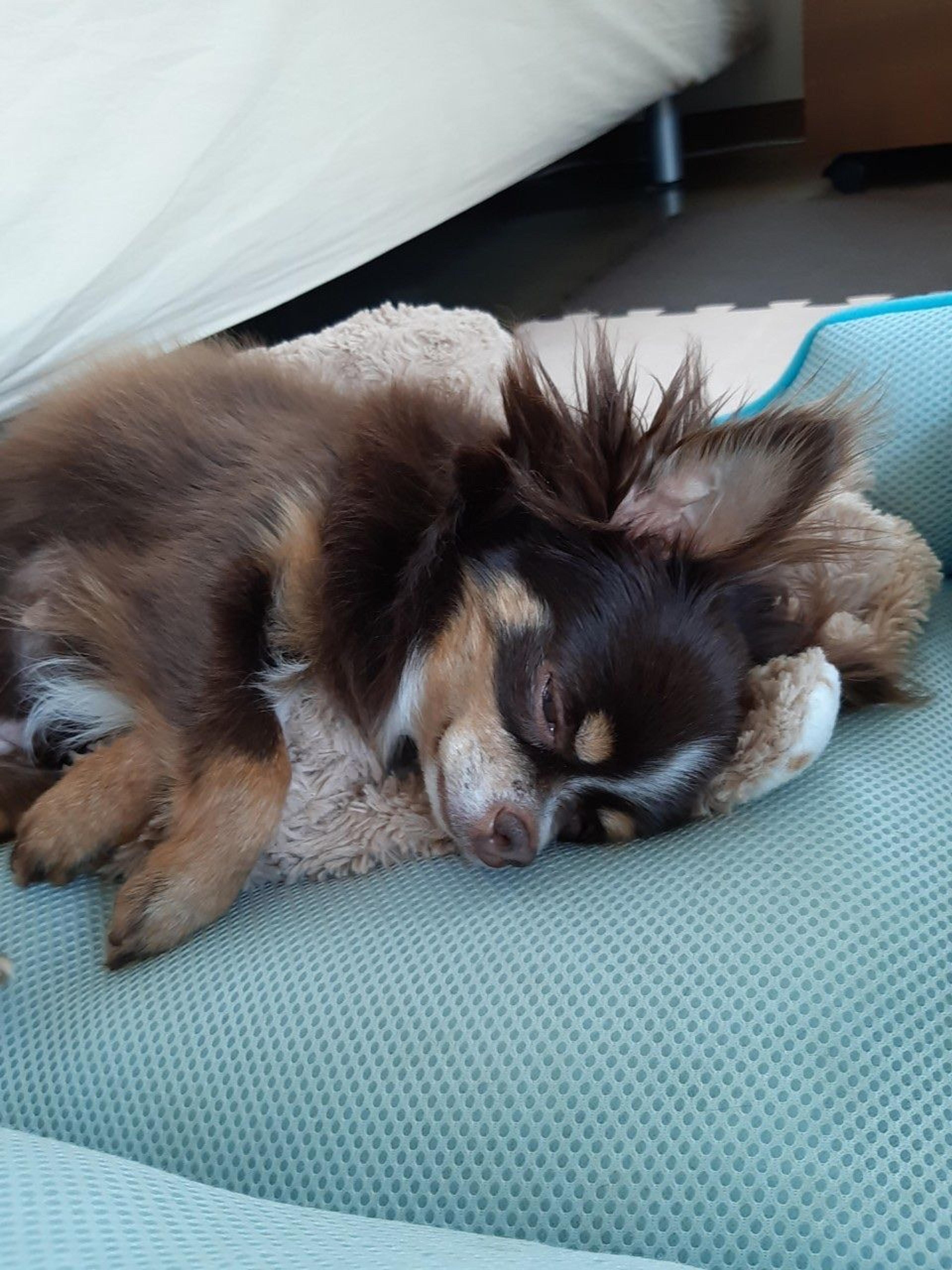 pet-image-4