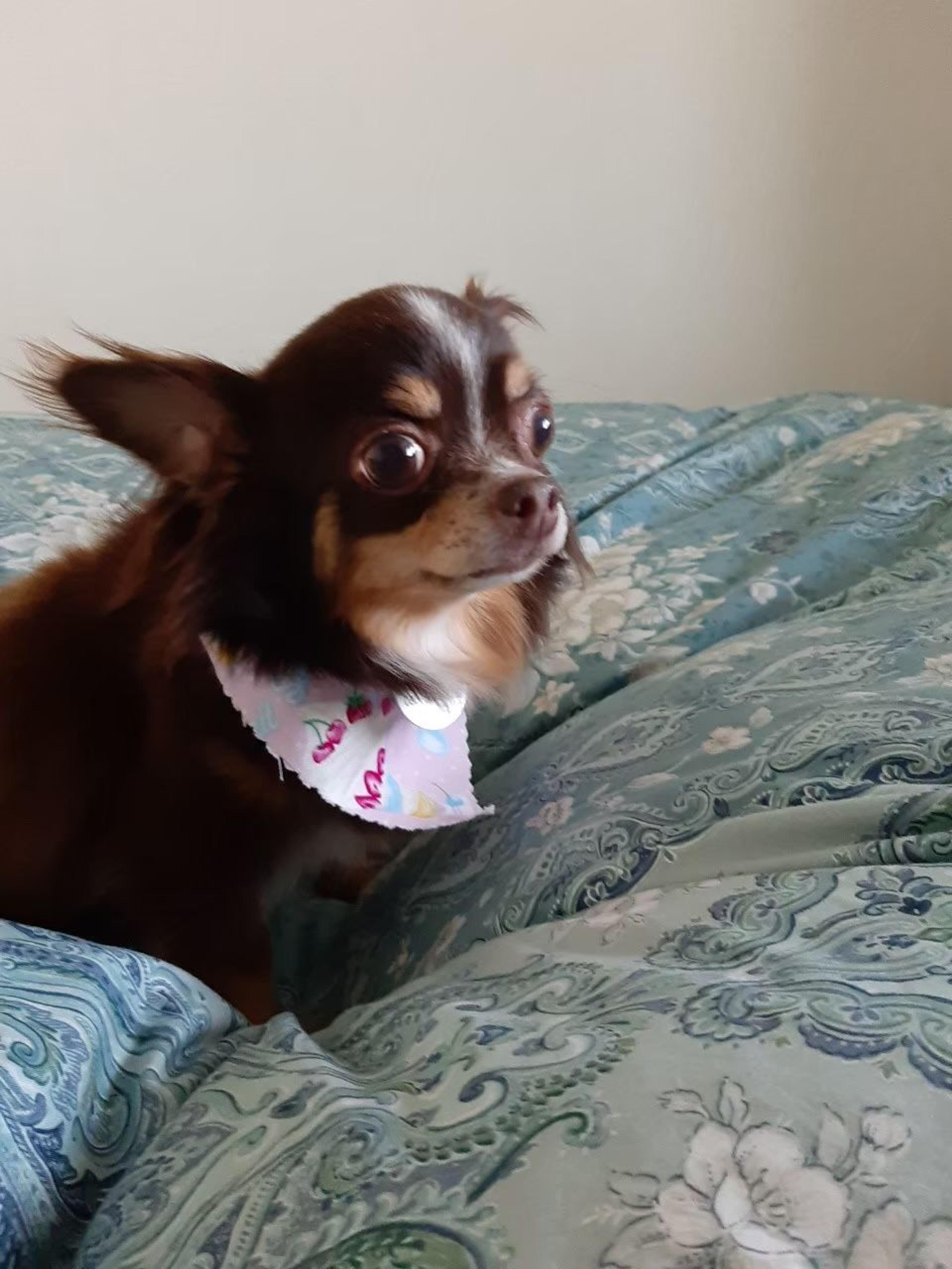 pet-image-5