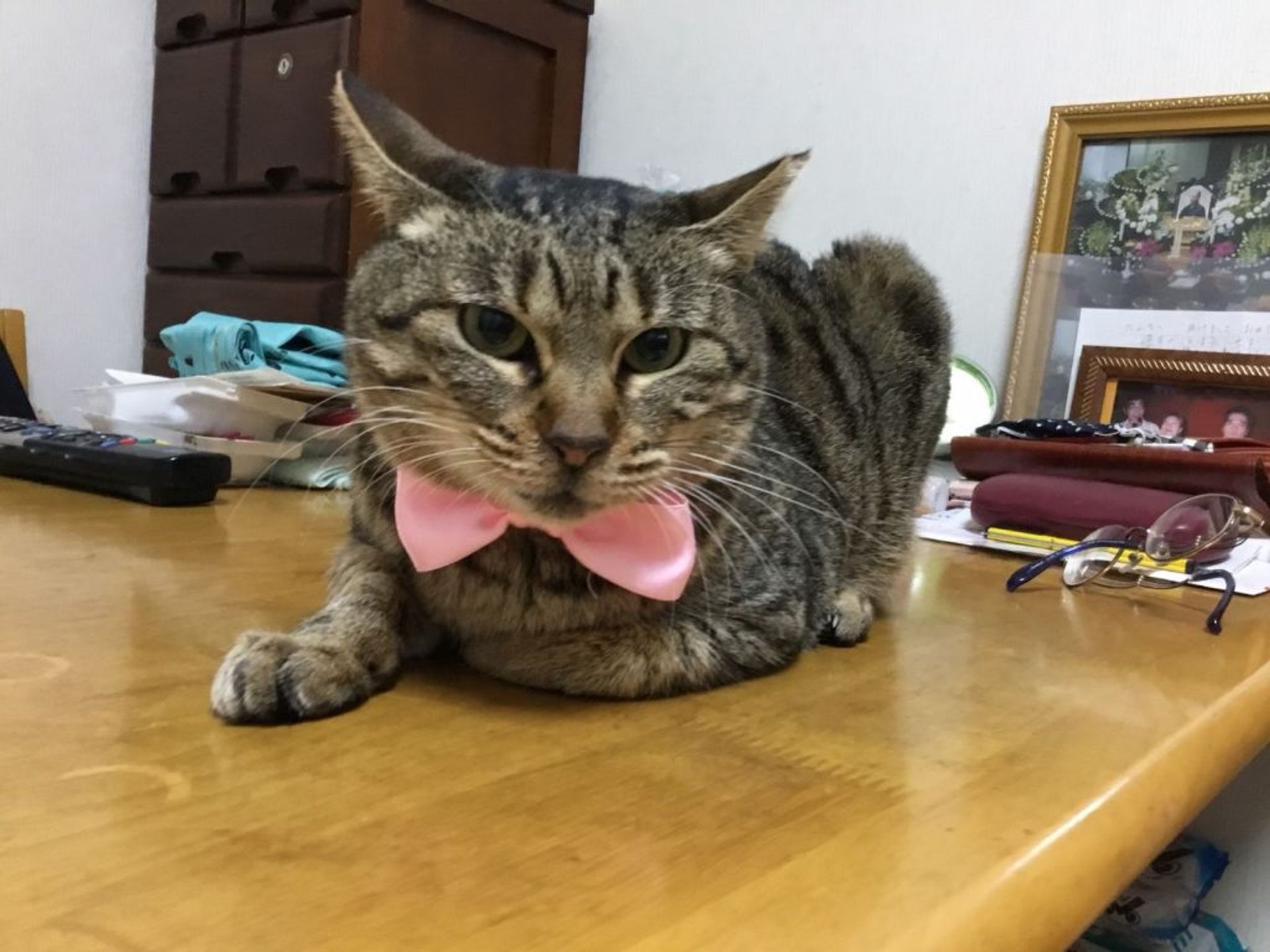 雑種（ミックス猫）・メスの里親募集の写真