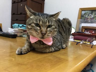 もも